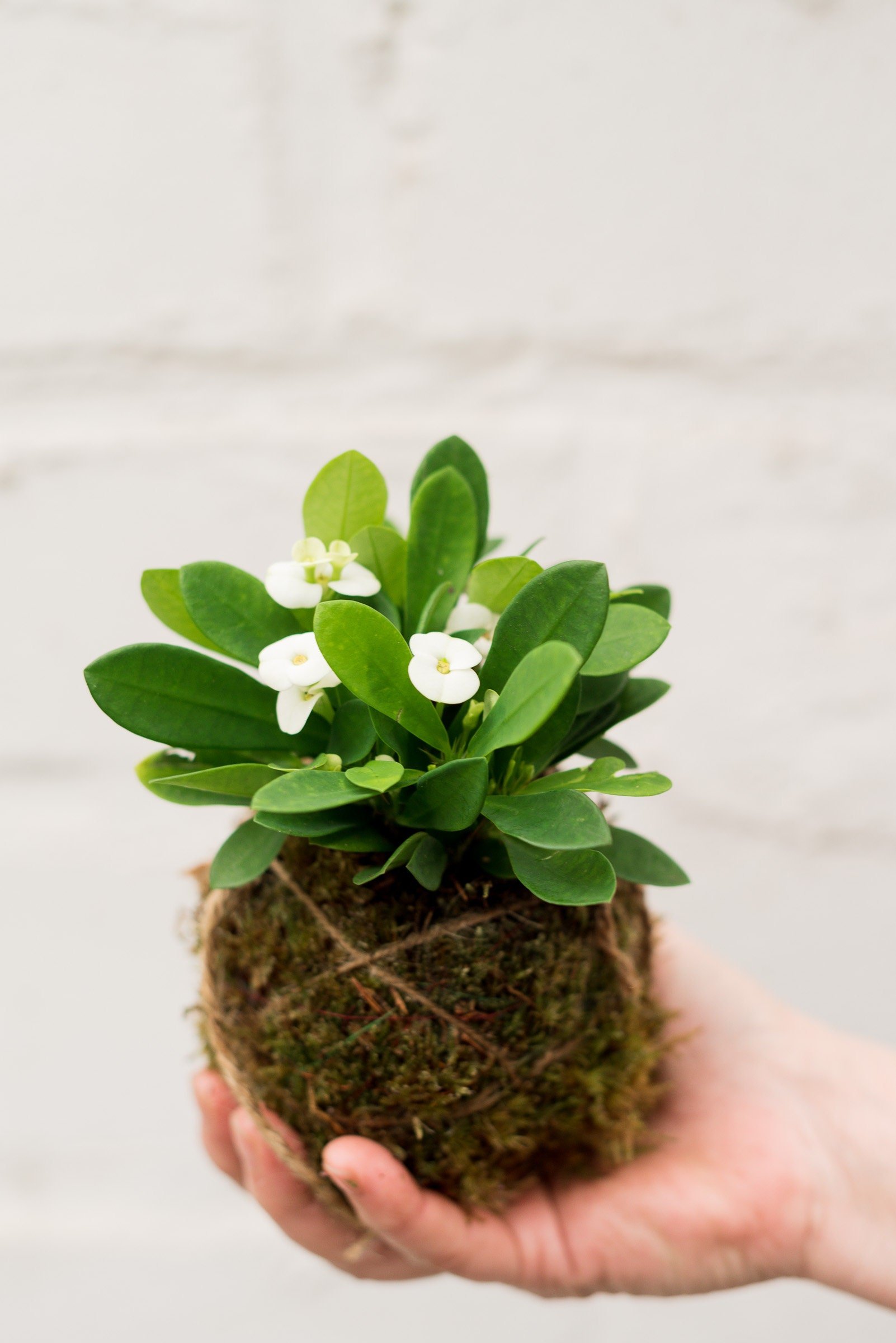 https://i.etsystatic.com/20345109/r/il/afbf50/4389775830/il_fullxfull.4389775830_fz2s.jpg