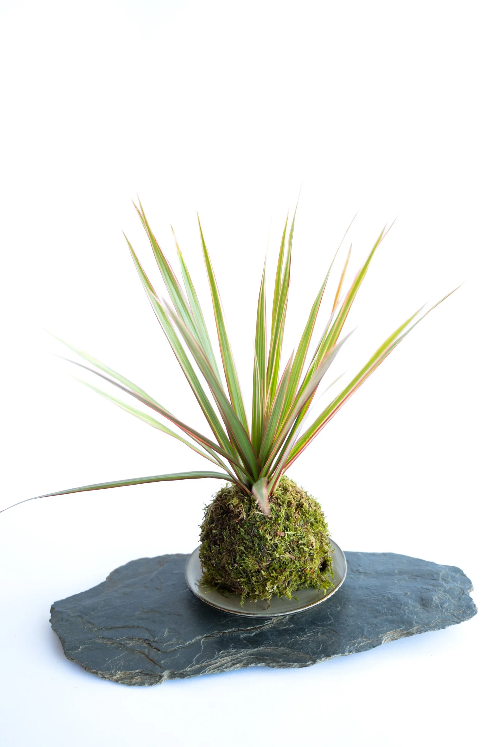 kokedama-1223.jpg