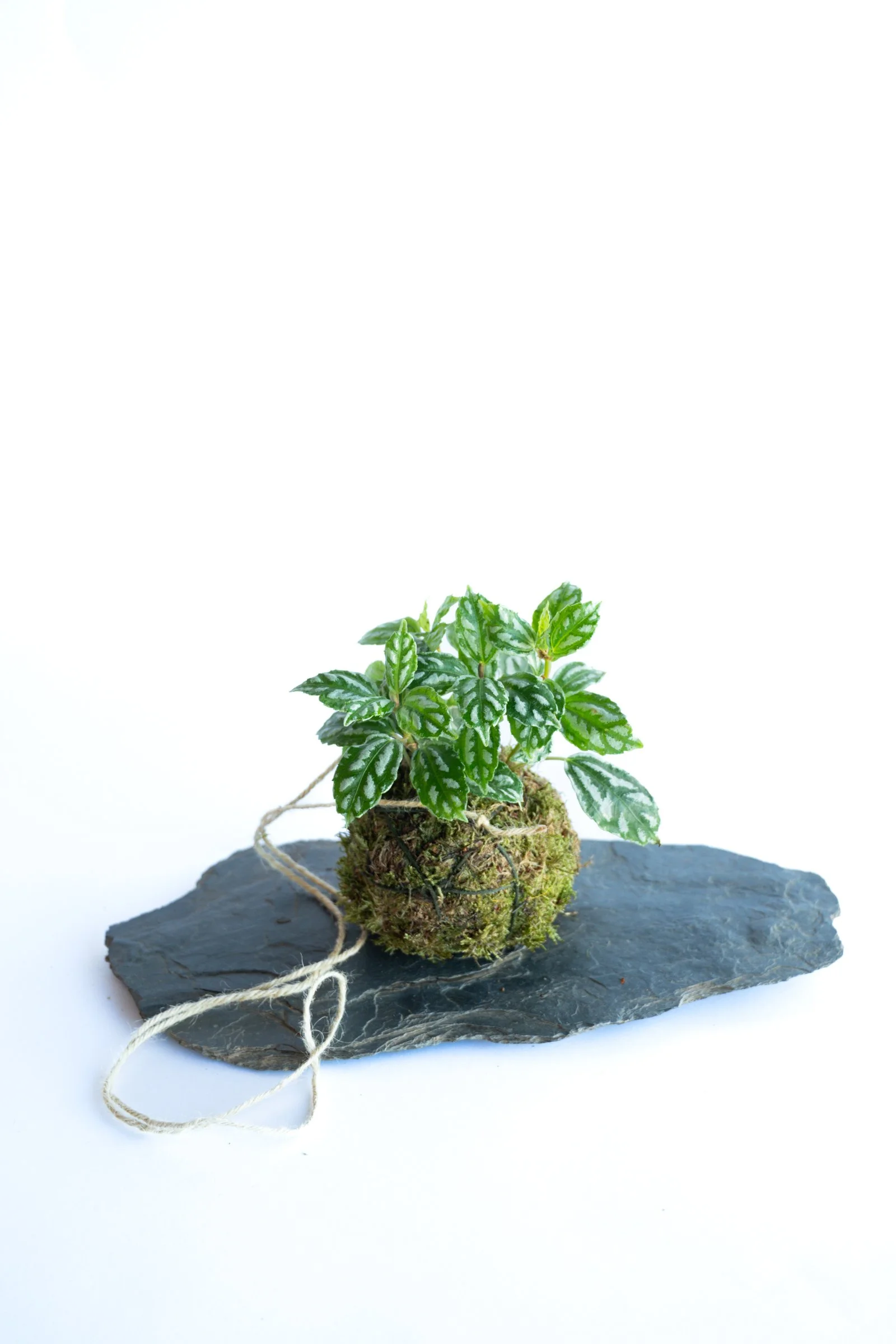 kokedama-1423.jpg