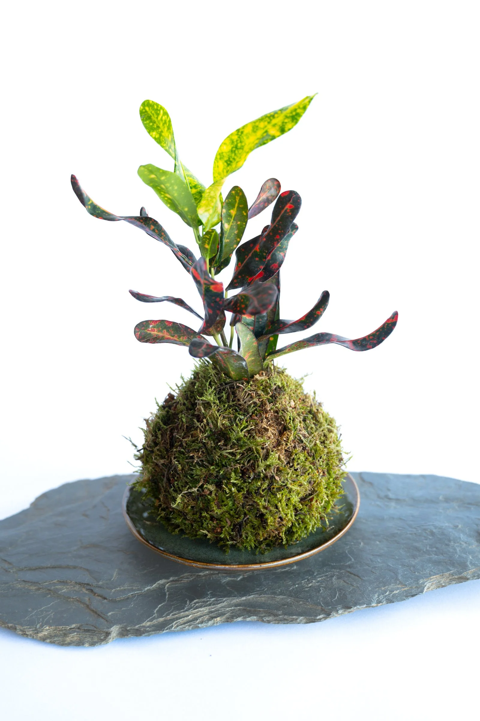 kokedama-1144.jpg