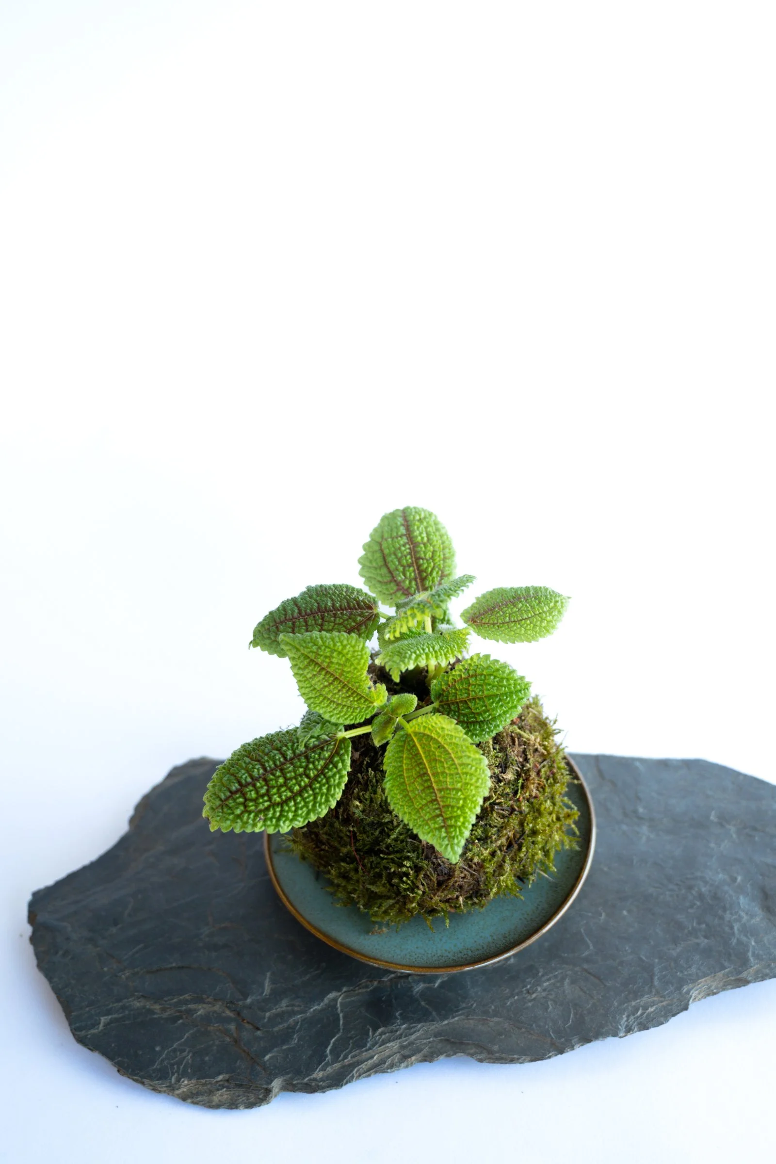 kokedama-1285.jpg
