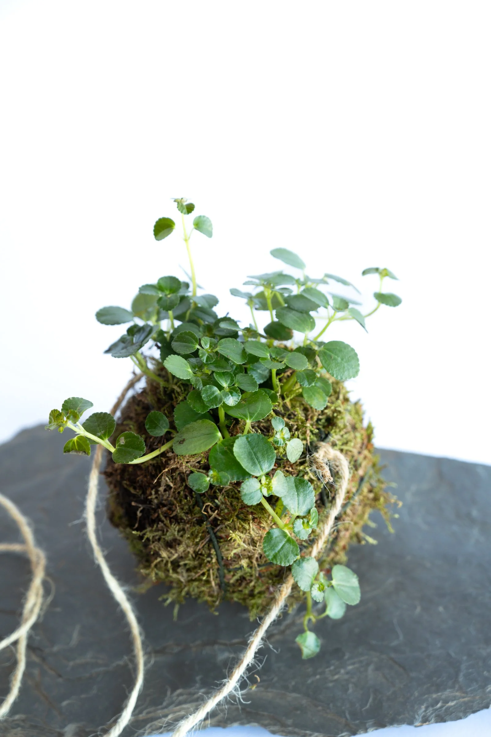 kokedama-1114.jpg