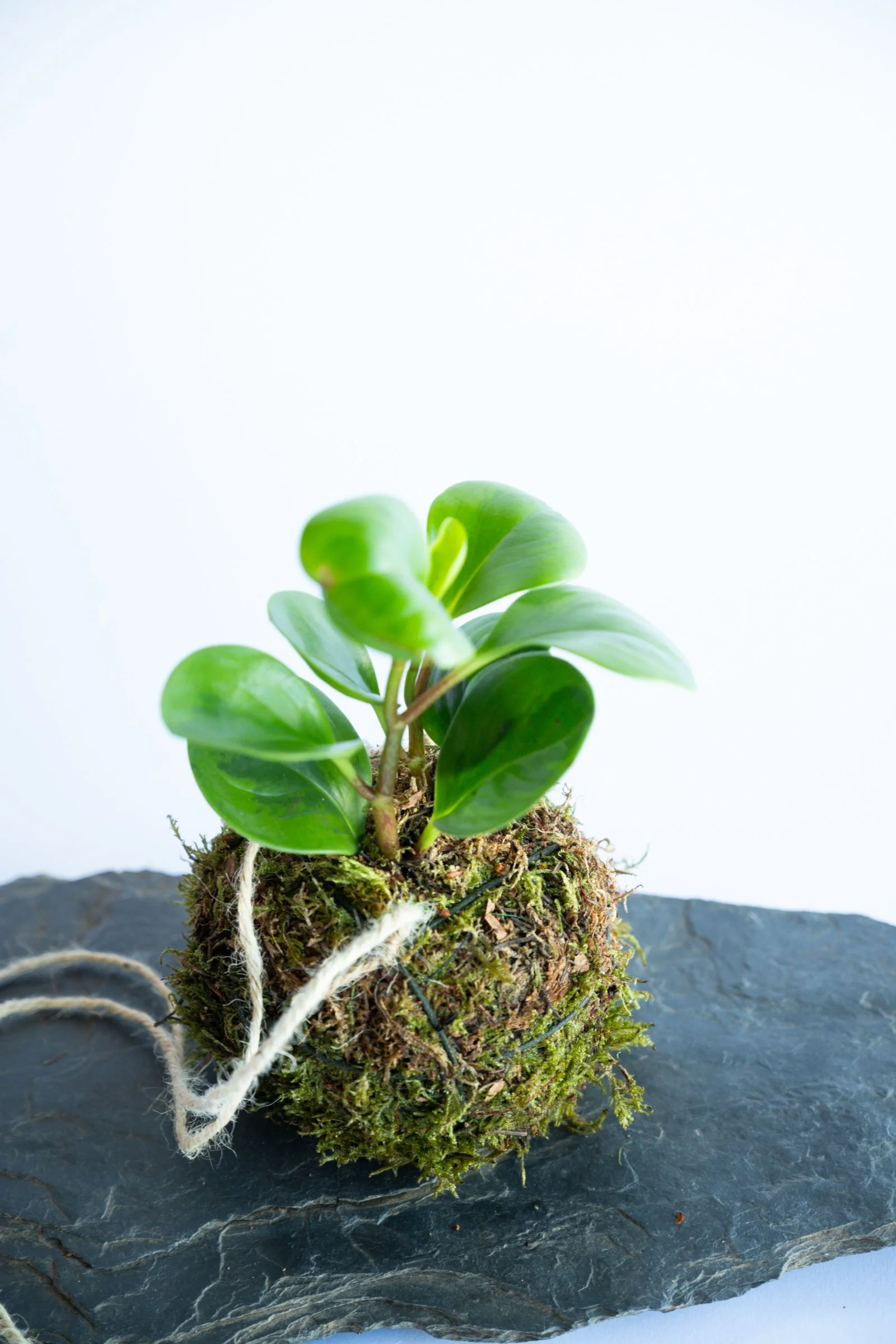 kokedama-1402.jpg