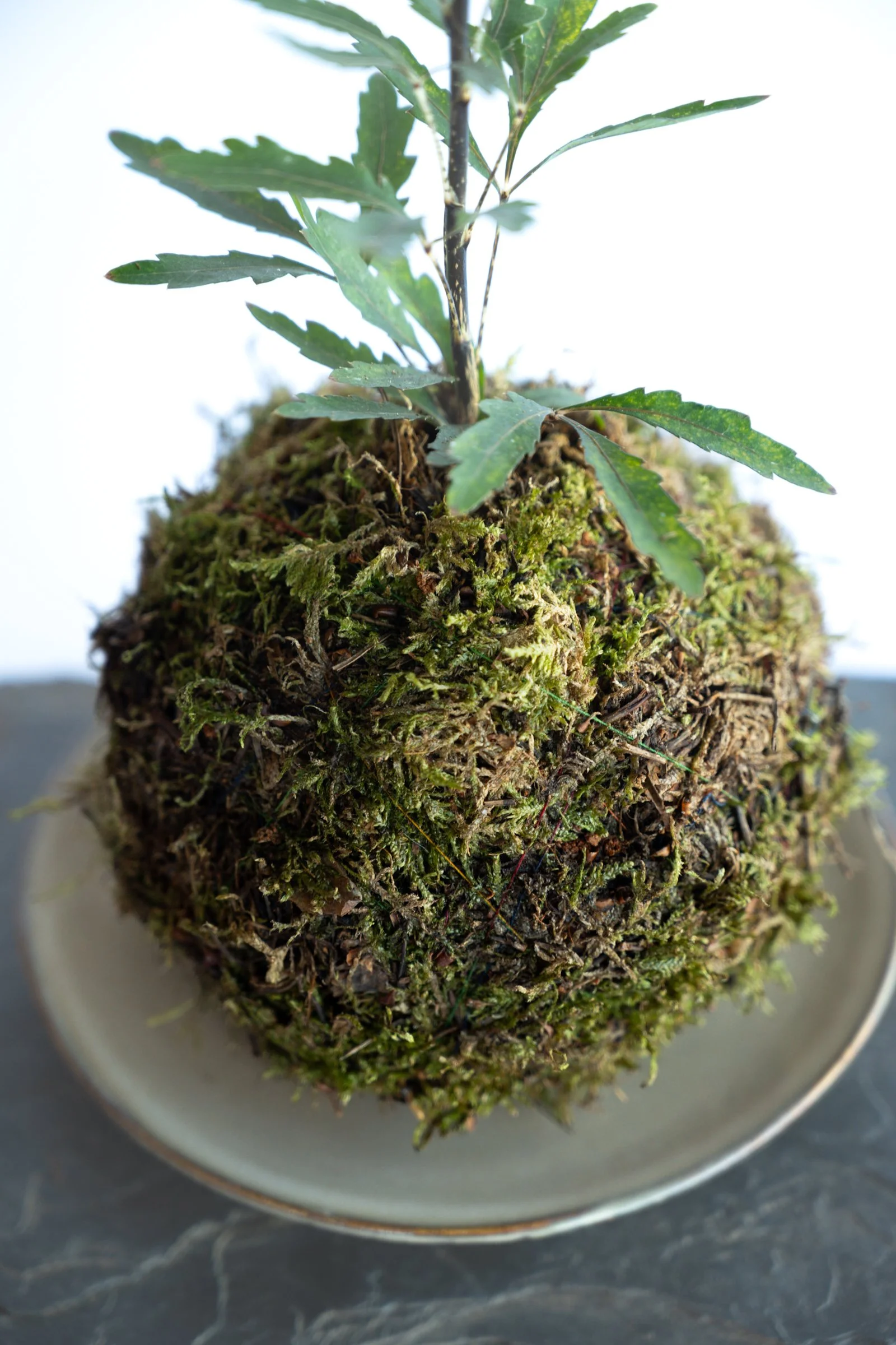 kokedama-1183.jpg