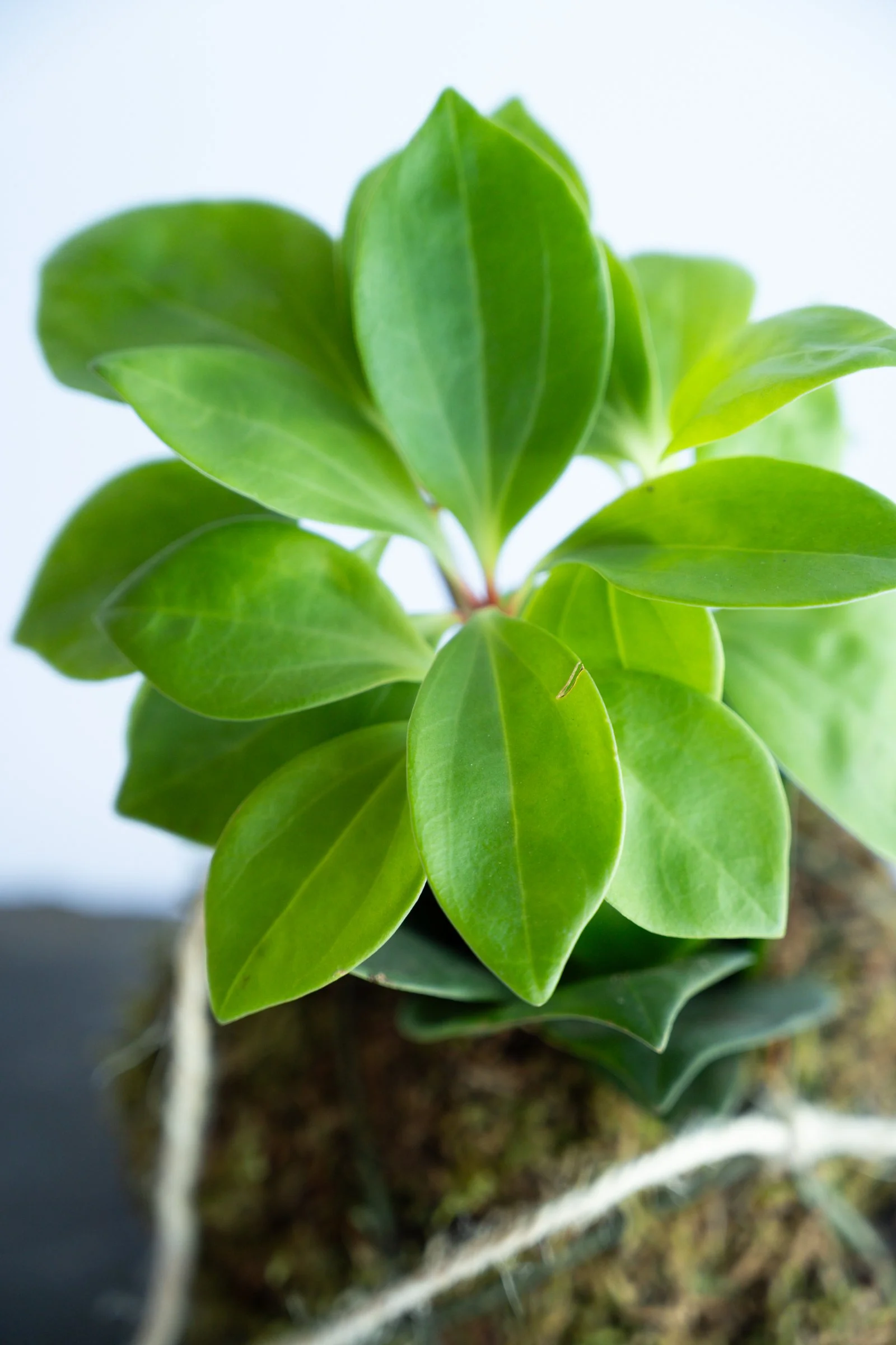 kokedama-1397.jpg