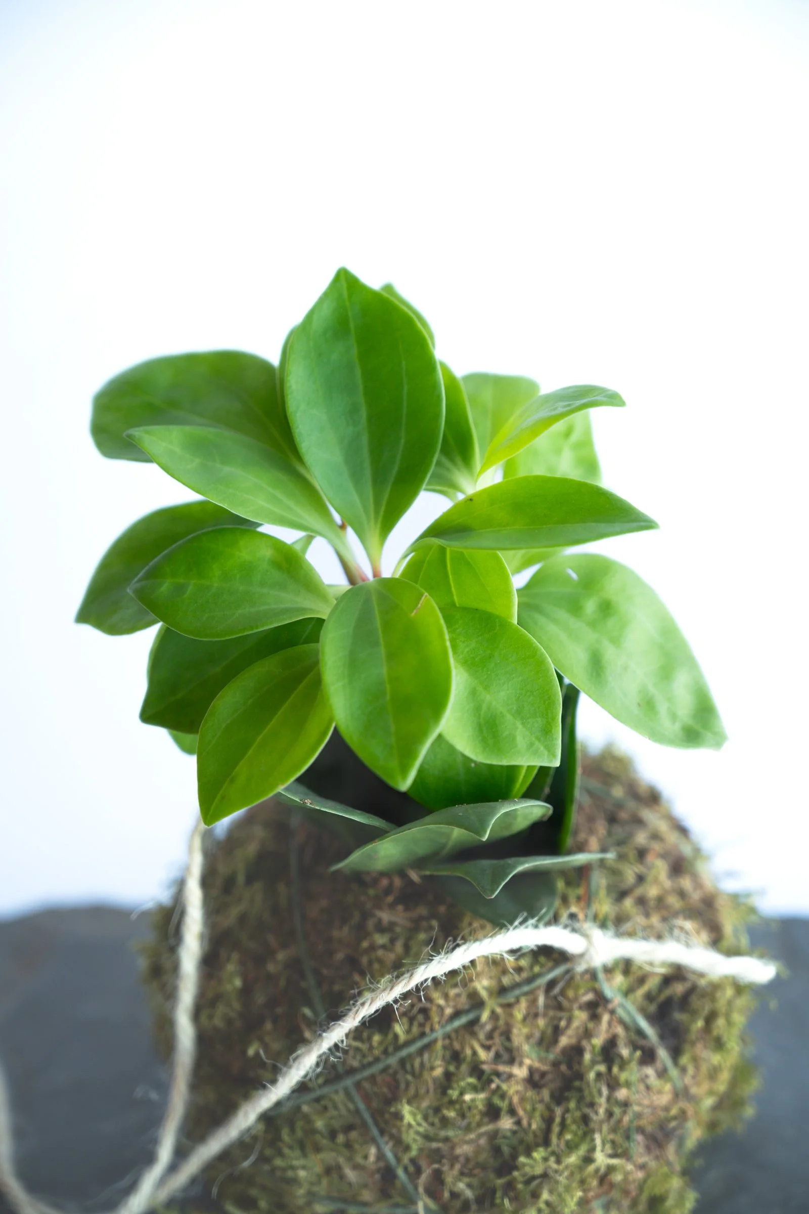 kokedama-1386.jpg