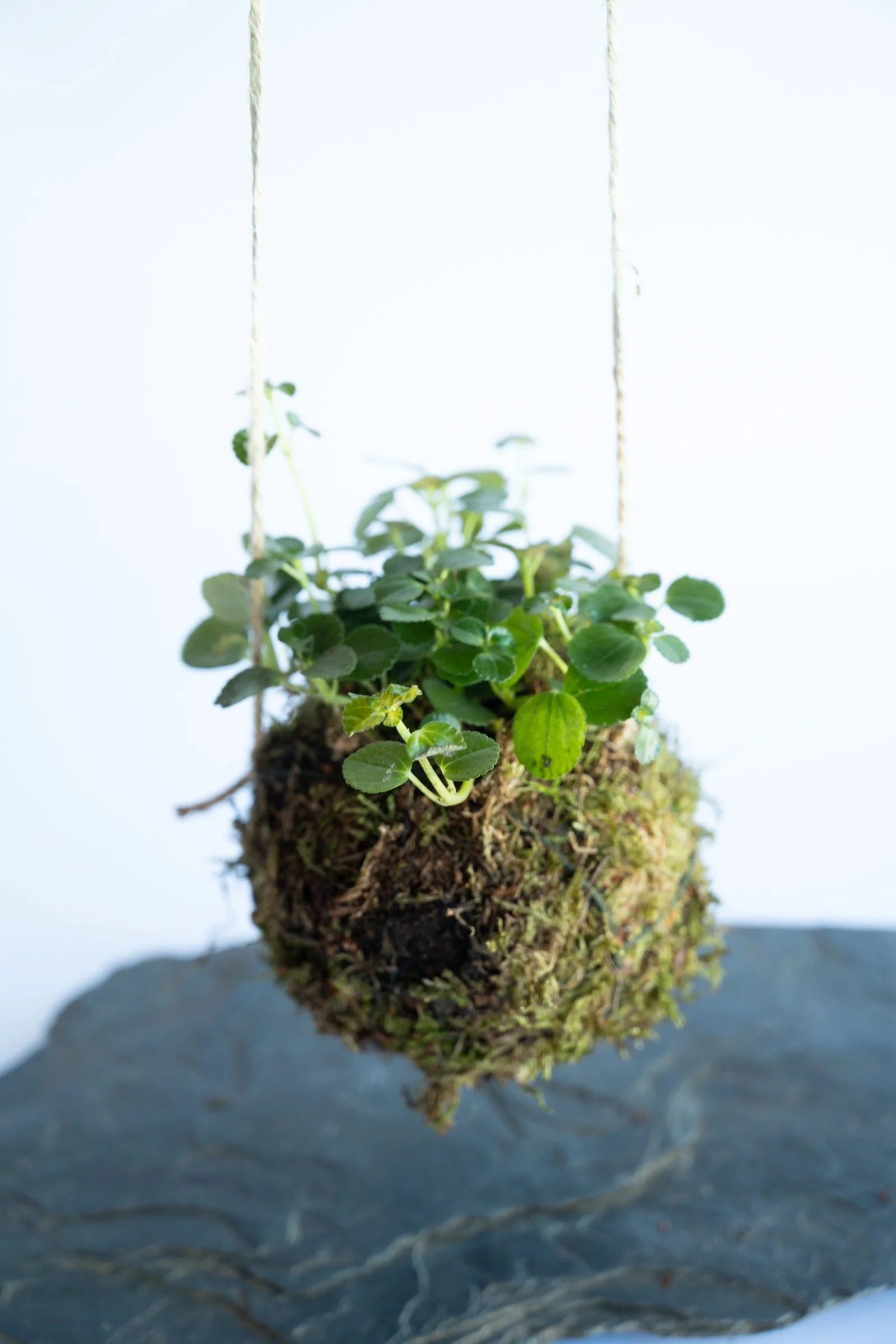 kokedama-1582.jpg