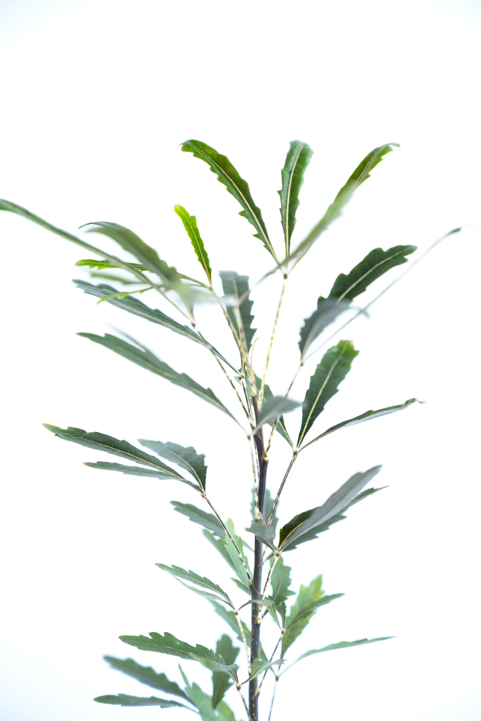 kokedama-1153.jpg