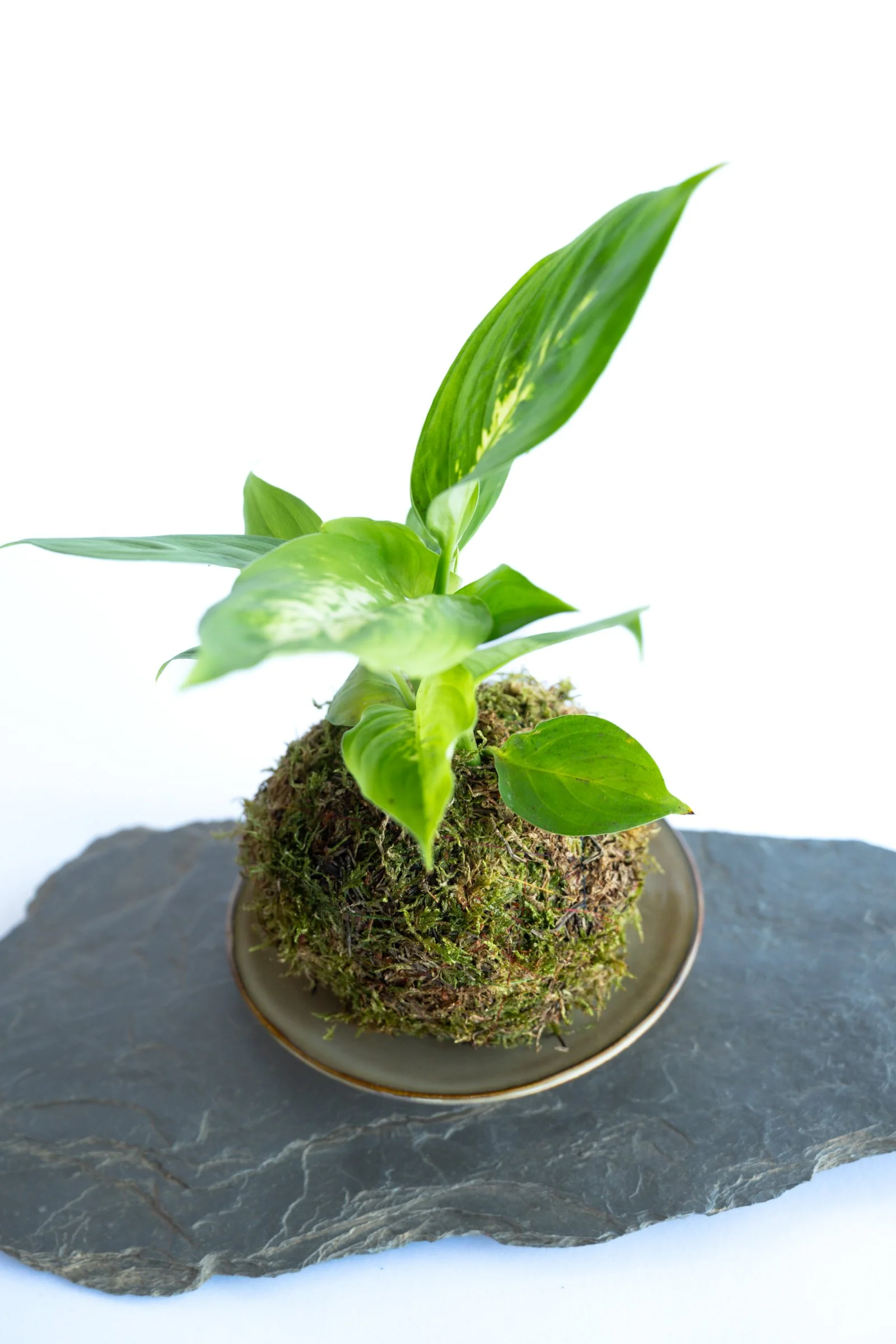 kokedama-1334.jpg