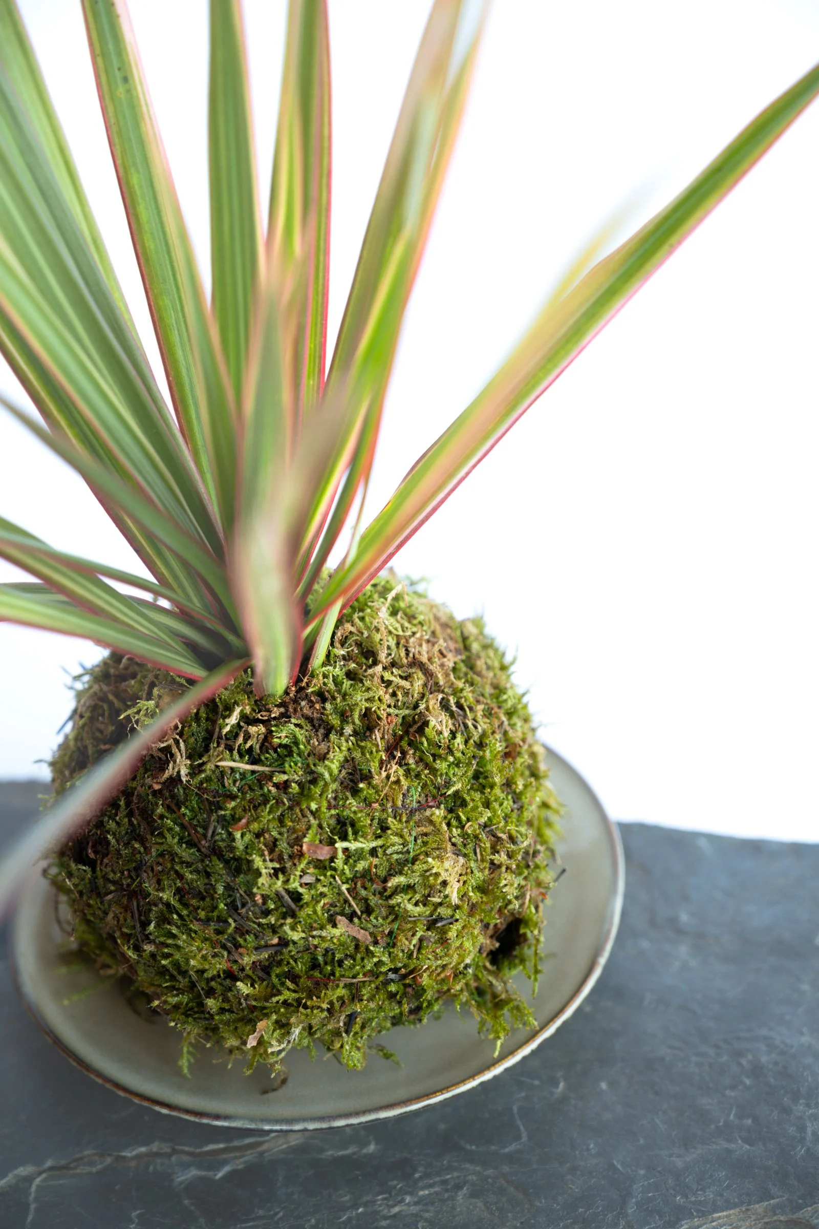 kokedama-1220.jpg