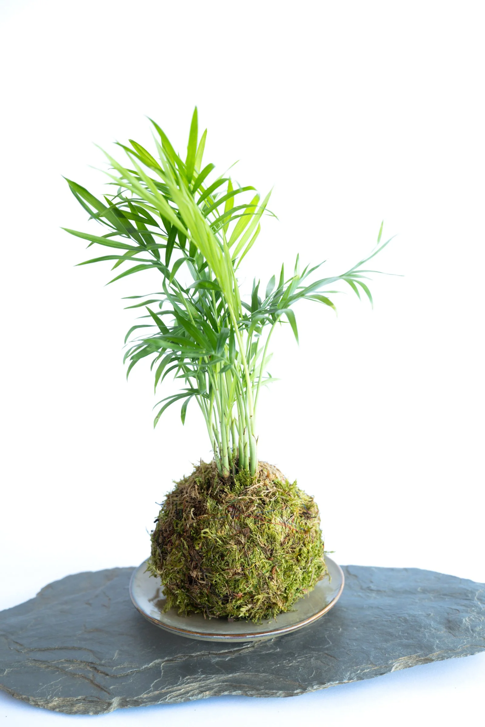 kokedama-1193.jpg