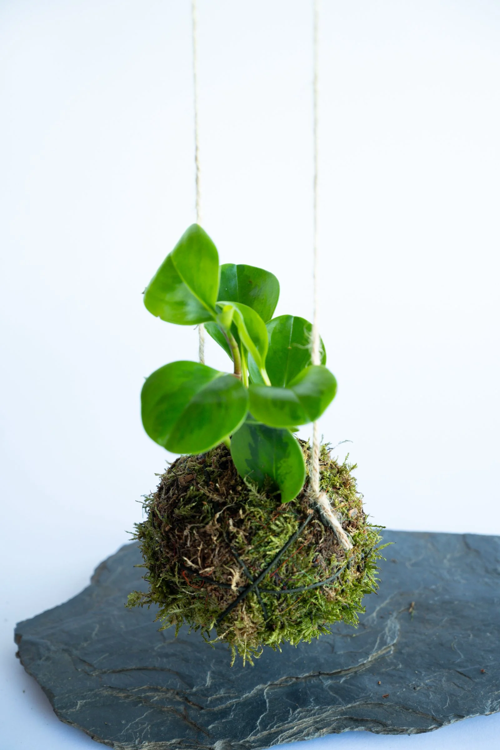 kokedama-1510.jpg