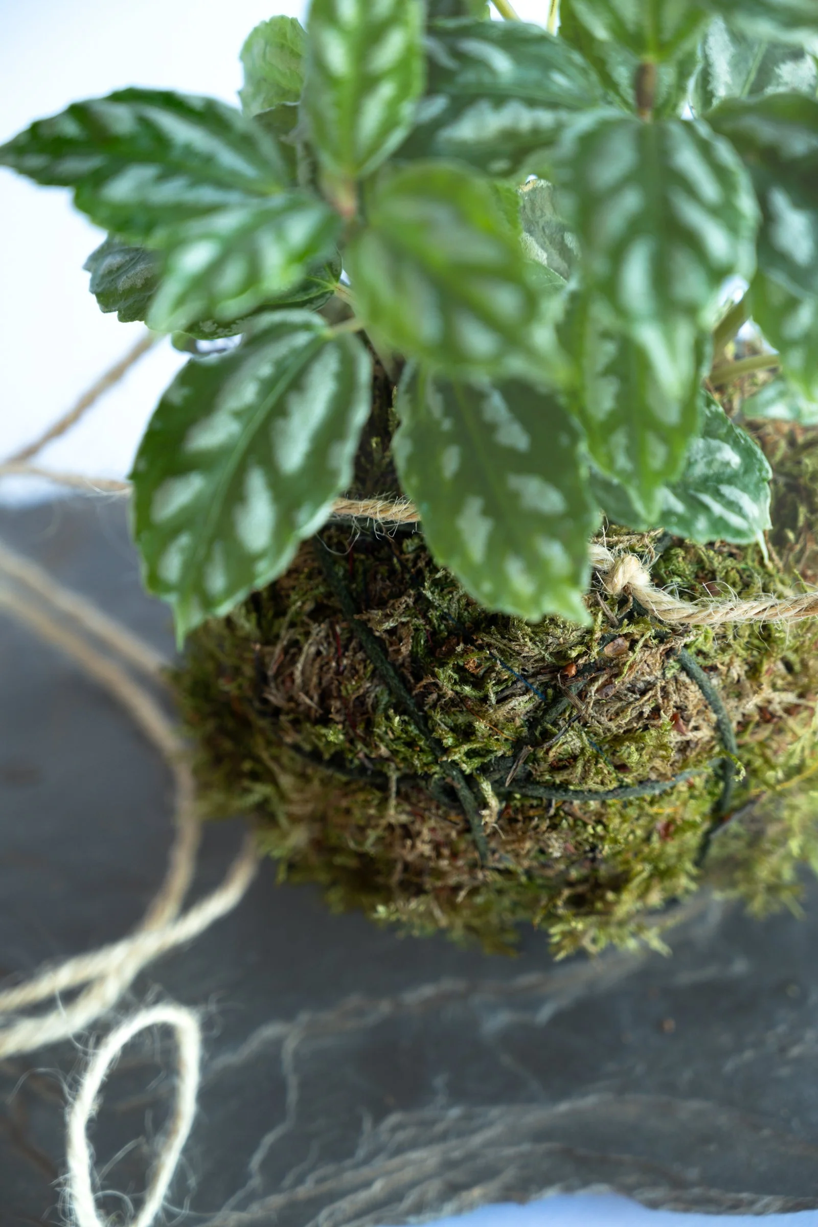 kokedama-1436.jpg