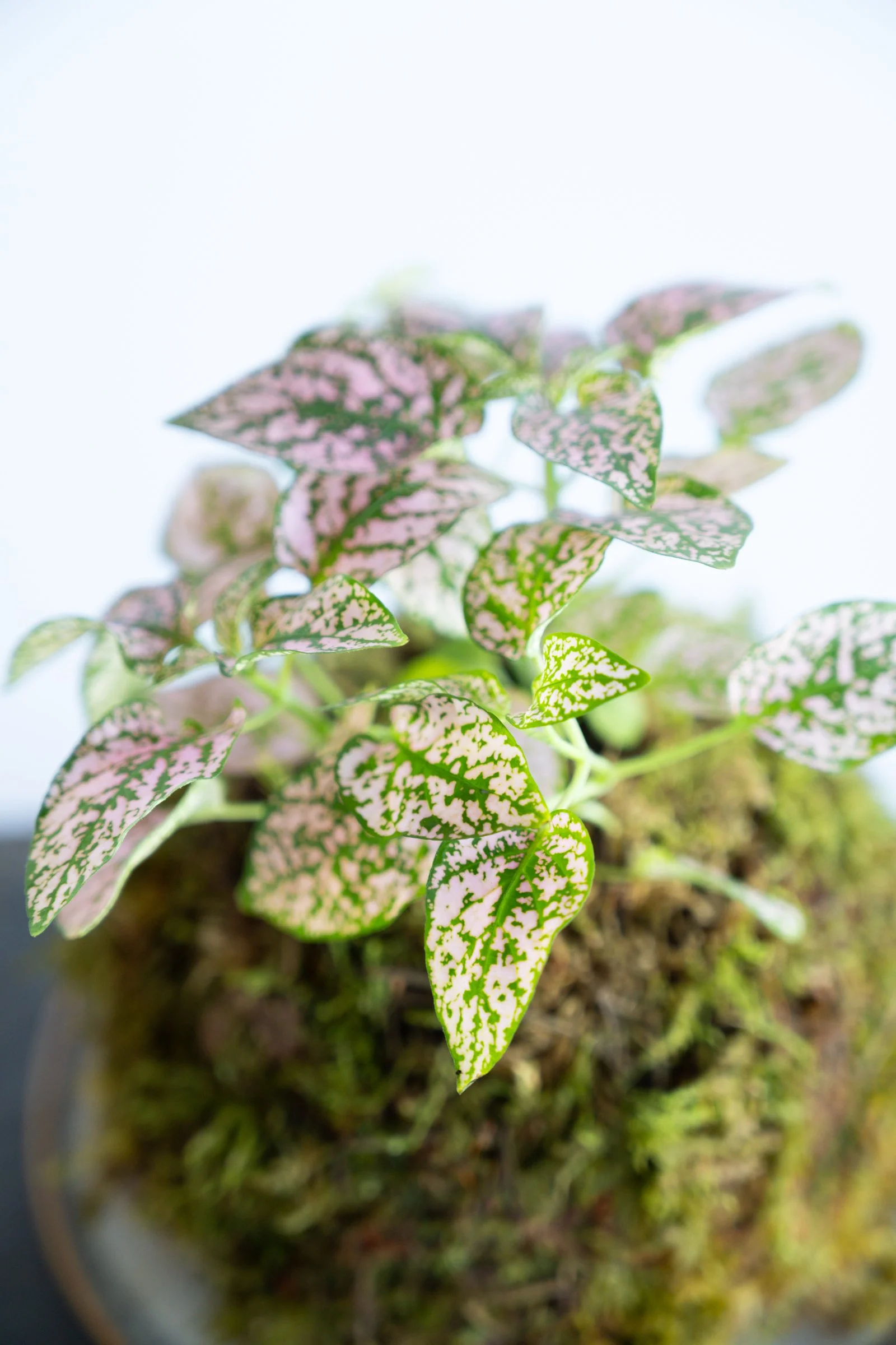 kokedama-1246.jpg