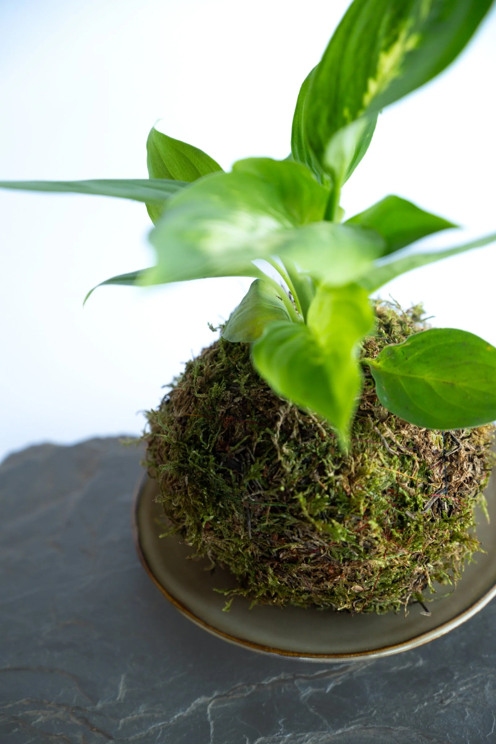 kokedama-1305.jpg