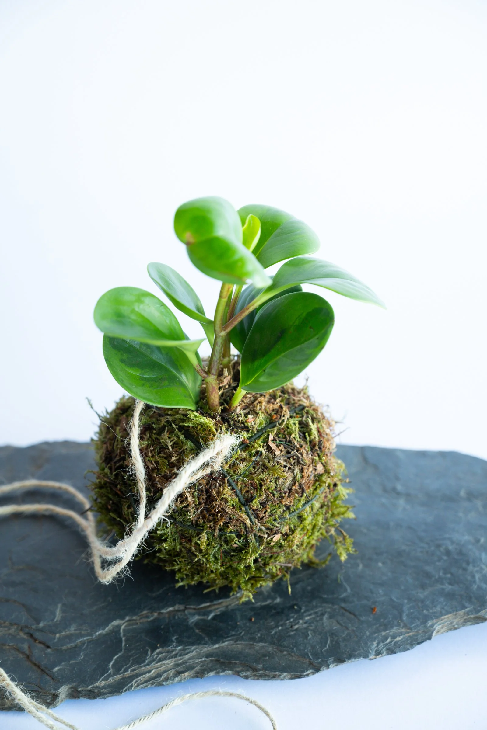 kokedama-1419.jpg