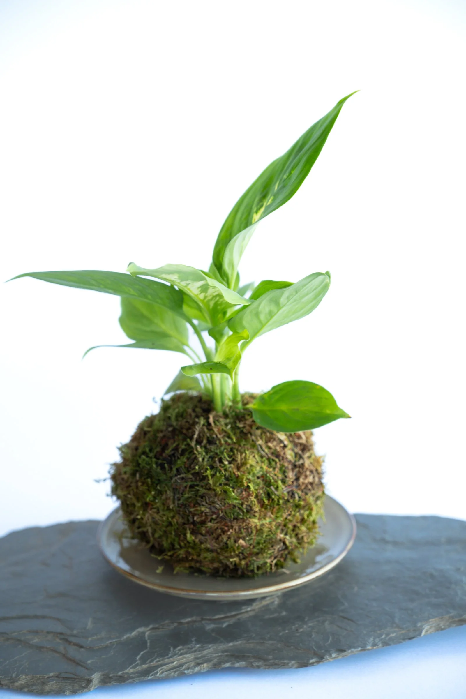 kokedama-1303.jpg