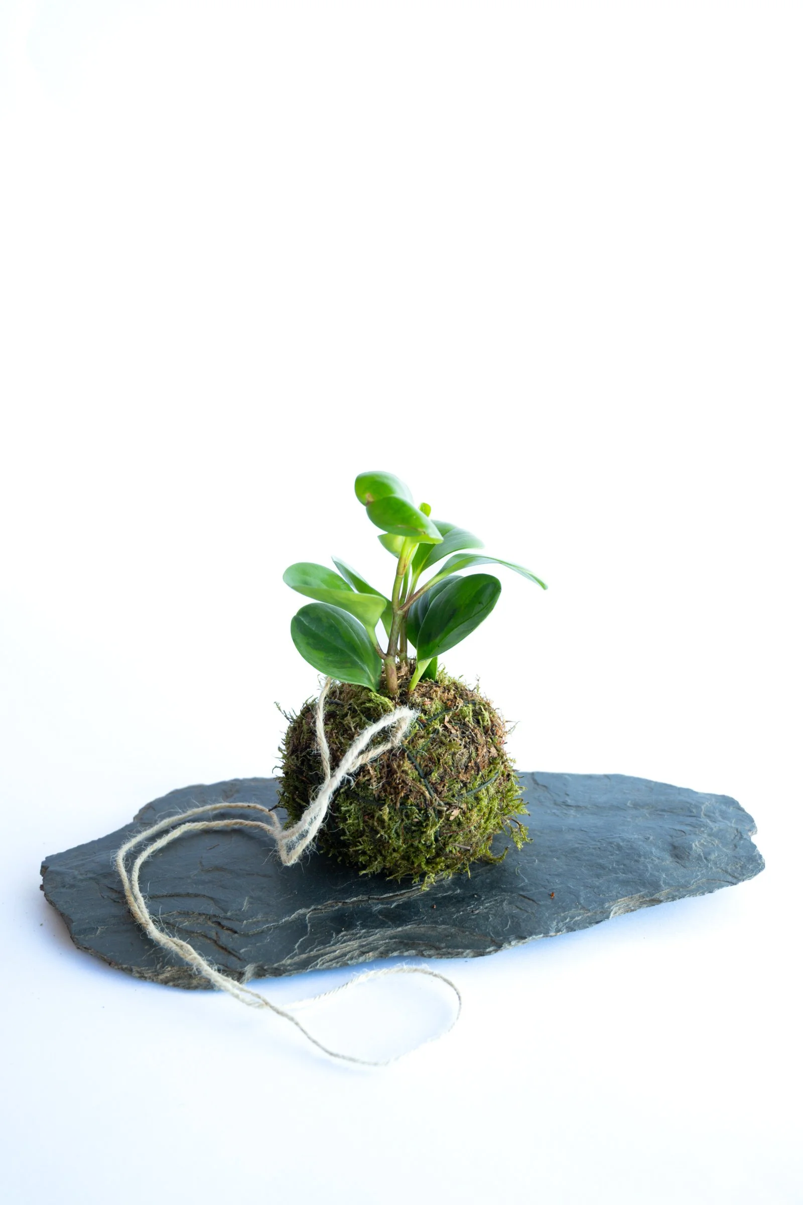 kokedama-1409.jpg