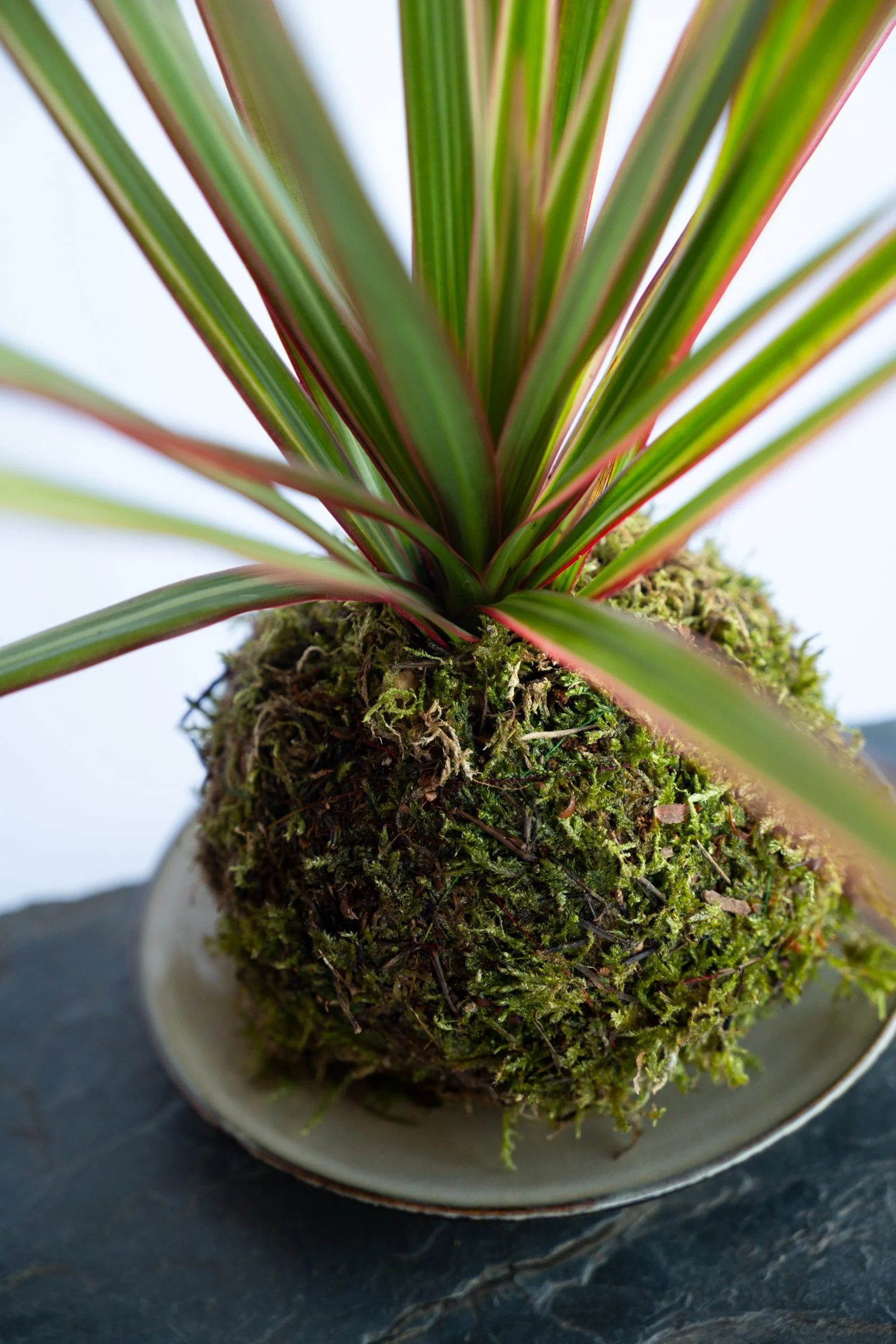 kokedama-1236.jpg