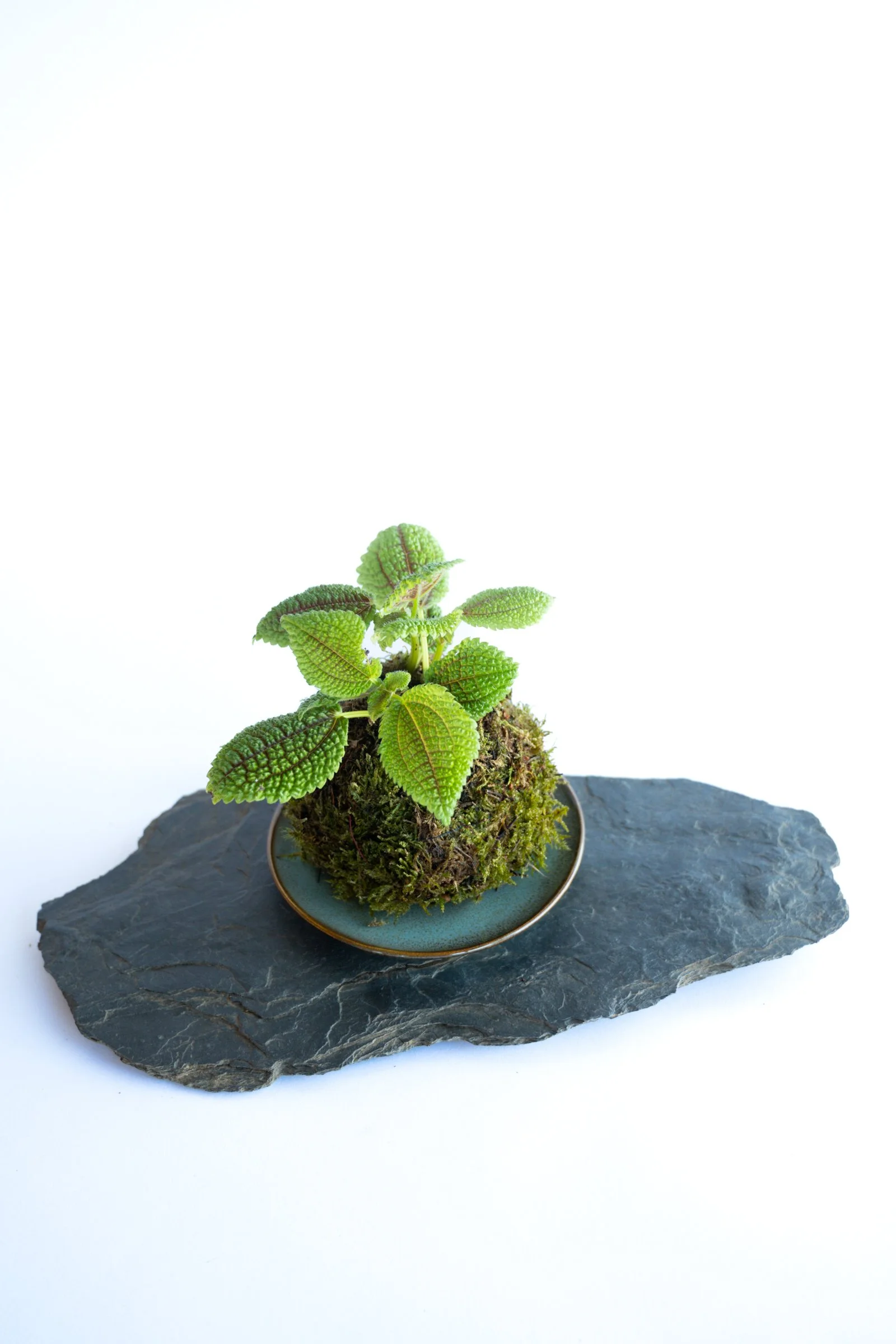kokedama-1296.jpg