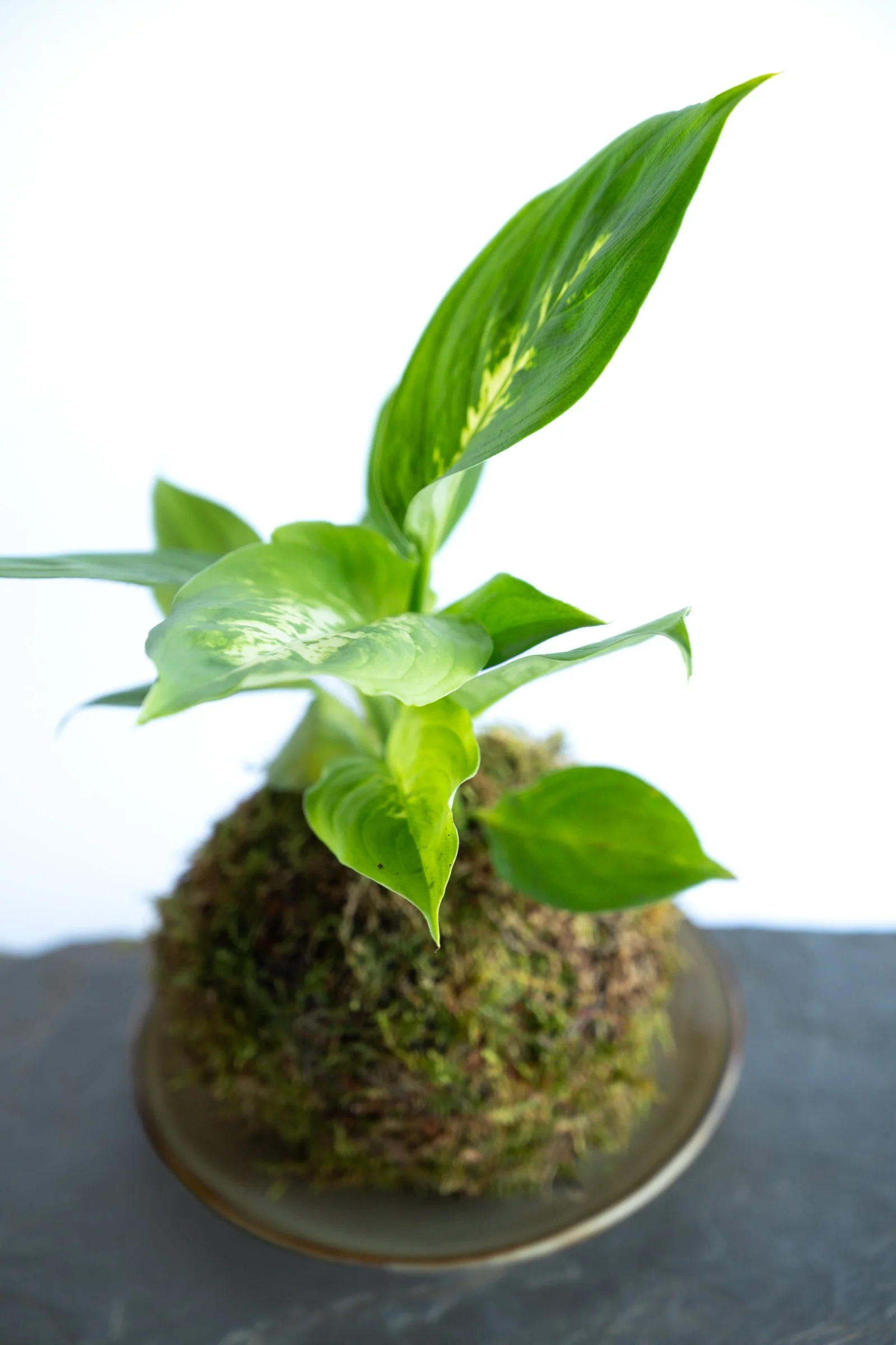 kokedama-1301.jpg
