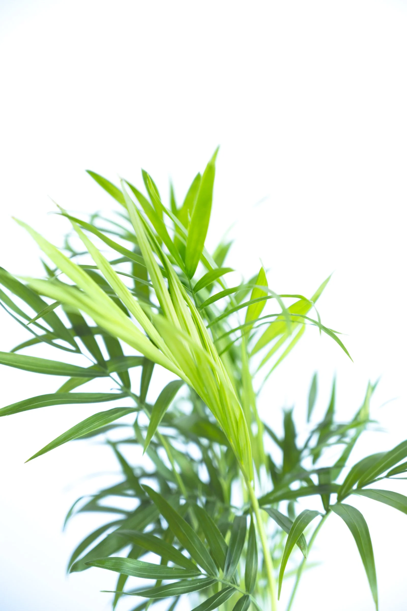 kokedama-1207.jpg