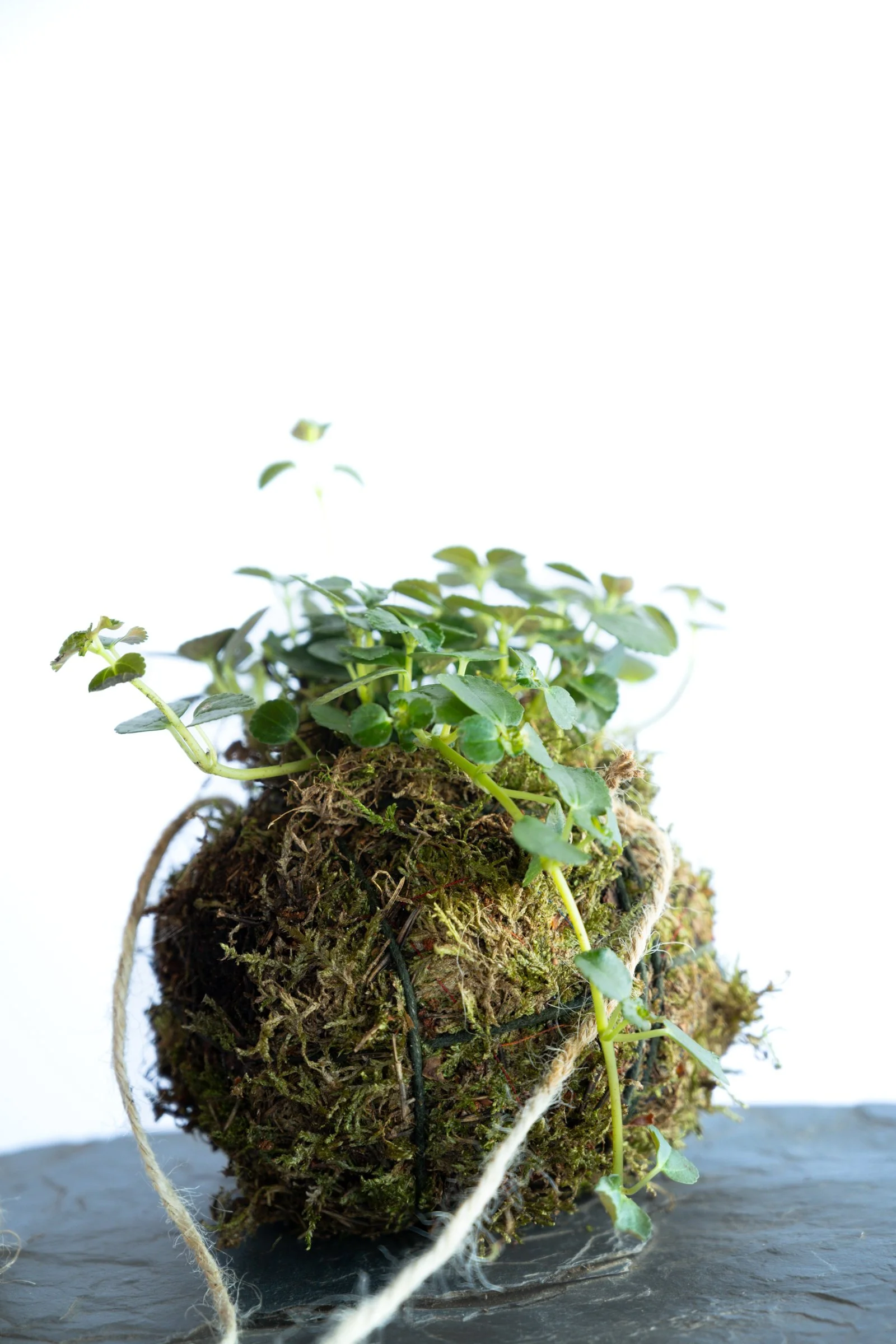 kokedama-1097.jpg