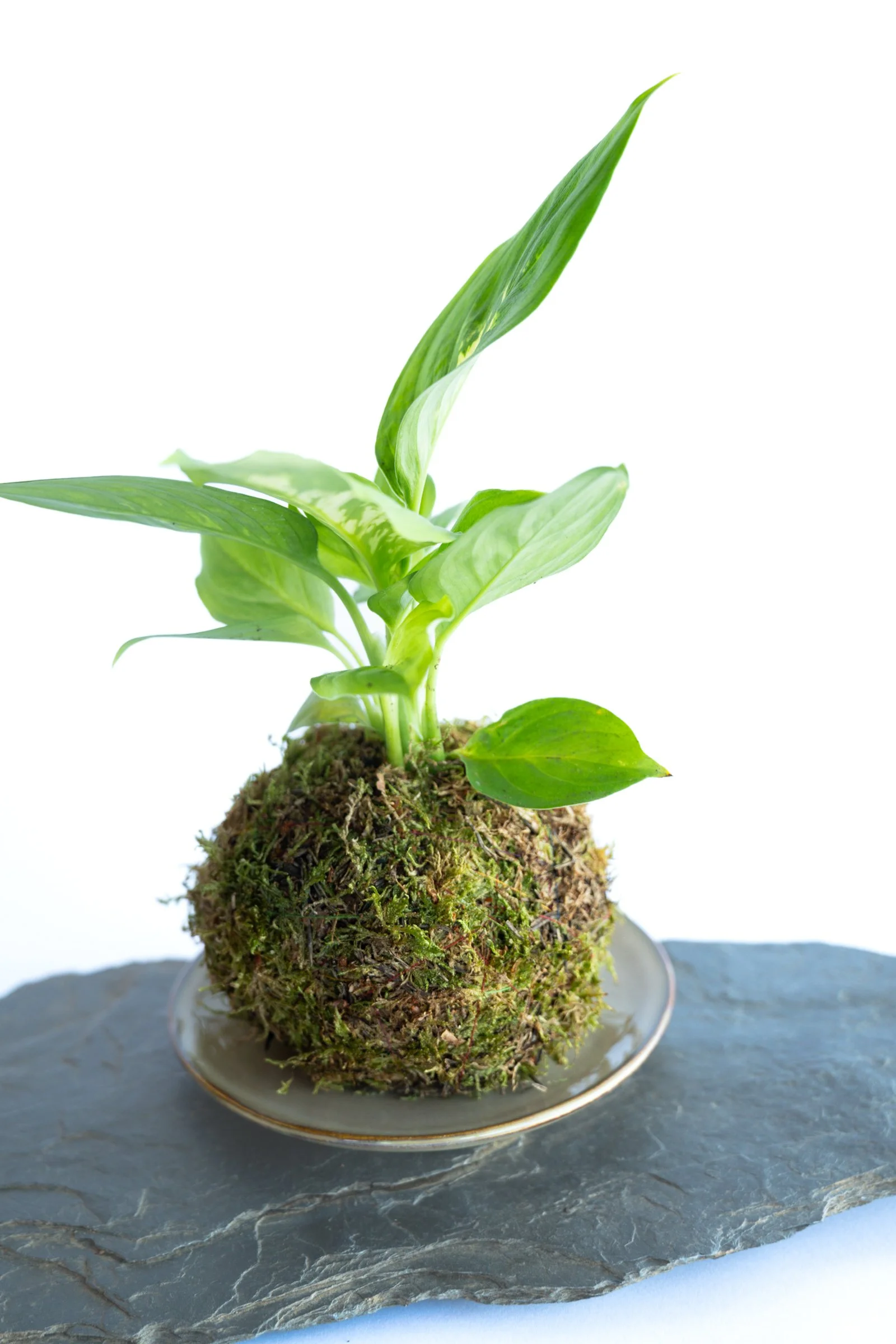 kokedama-1314.jpg