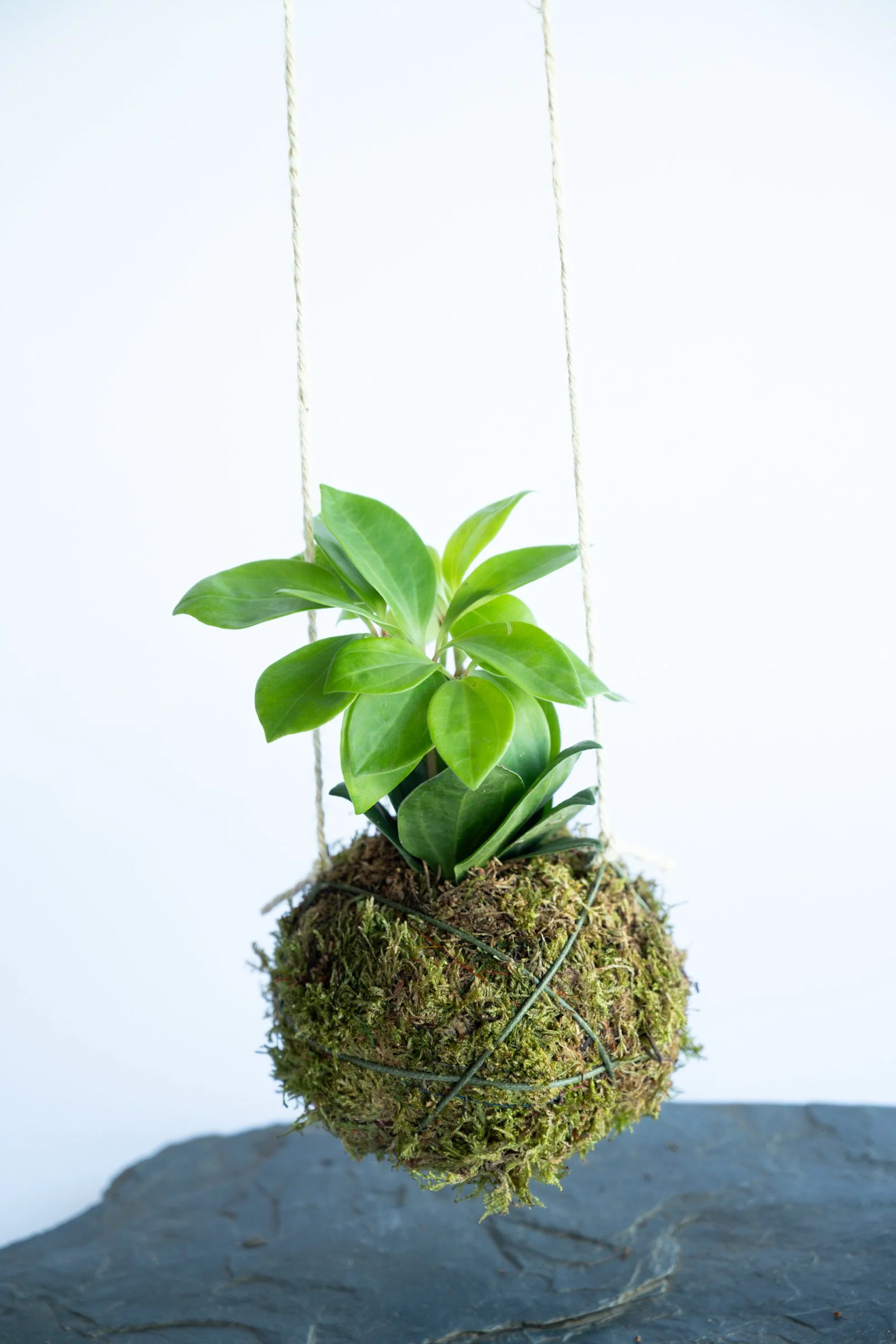 kokedama-1548.jpg