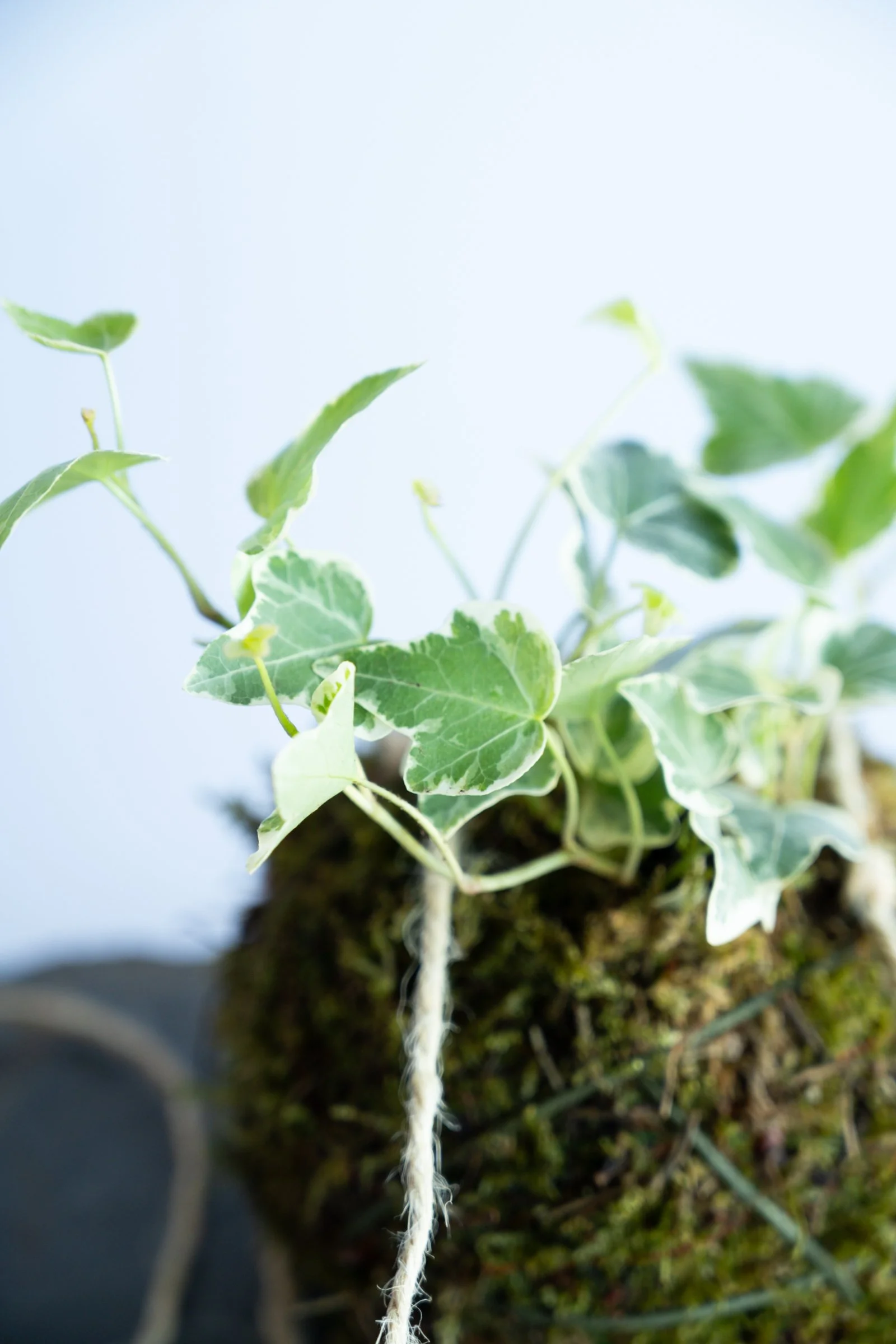 kokedama-1380.jpg