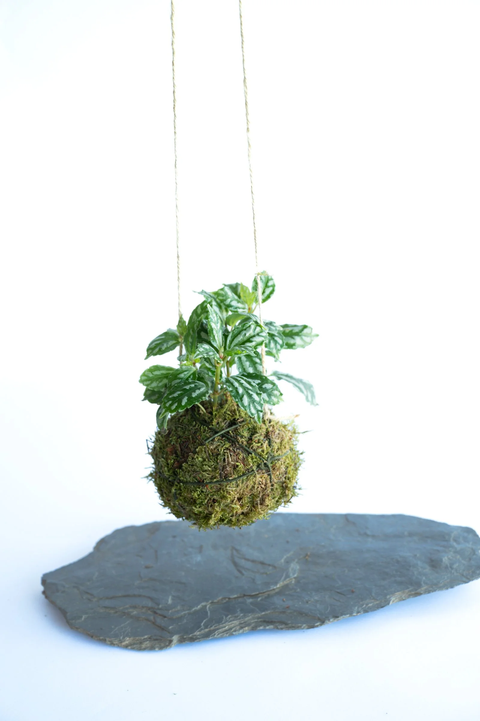kokedama-1488.jpg