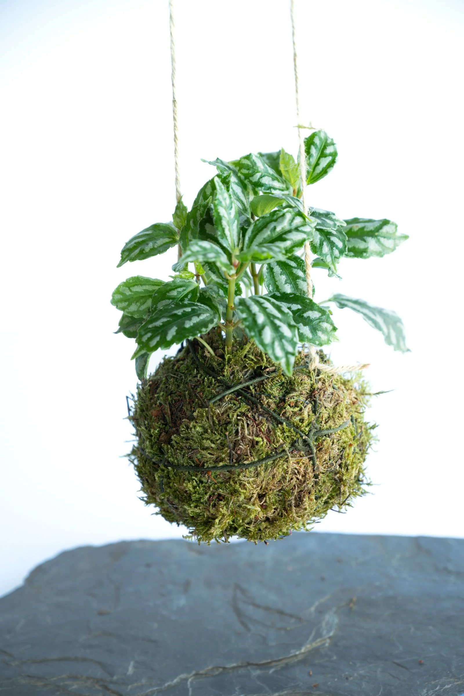 kokedama-1485.jpg