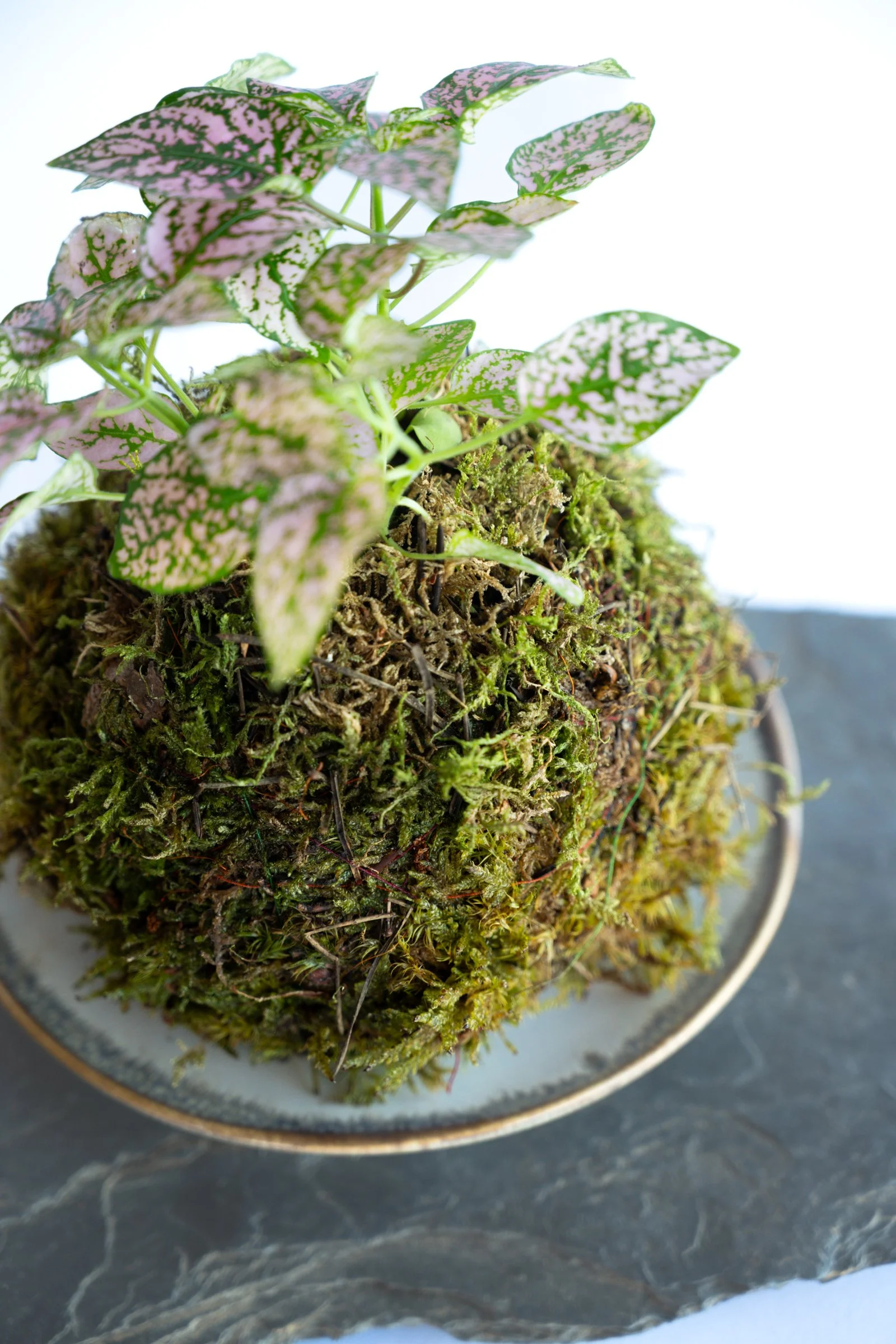 kokedama-1248.jpg