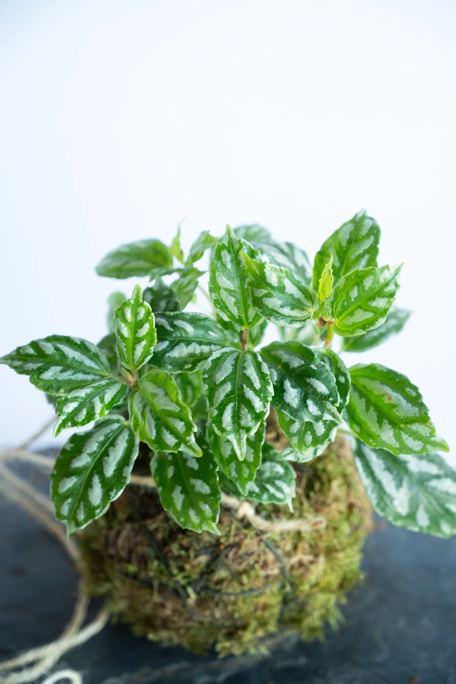 kokedama-1427.jpg