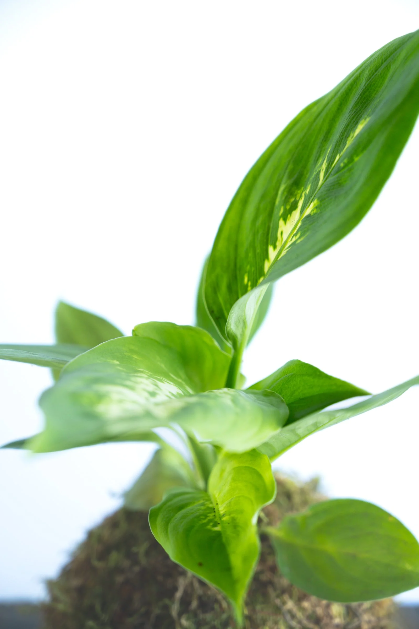 kokedama-1310.jpg