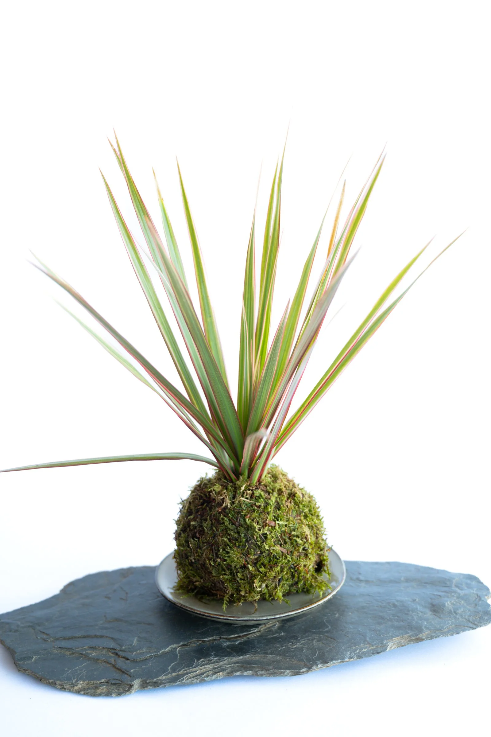 kokedama-1231.jpg