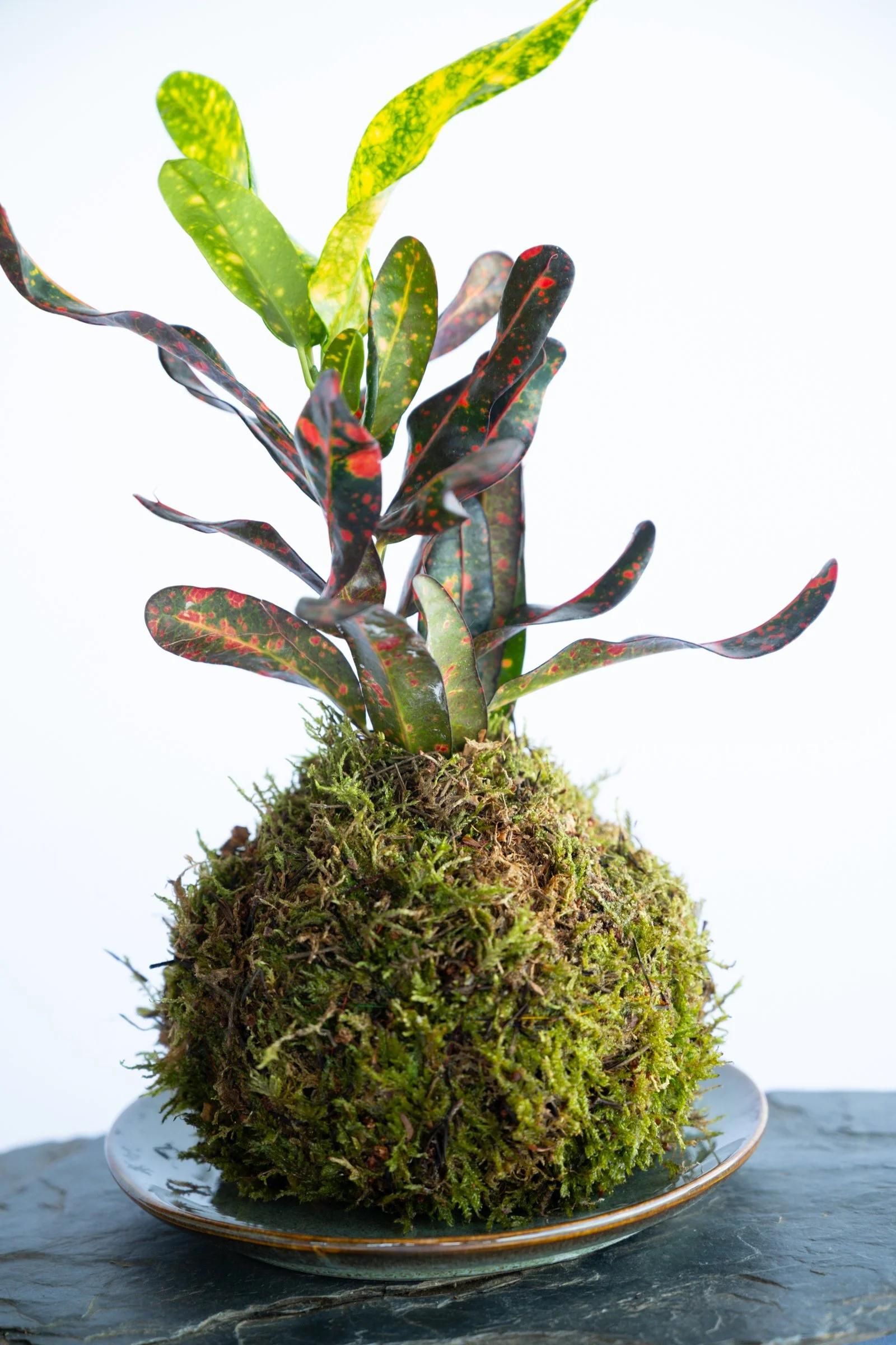 kokedama-1126.jpg