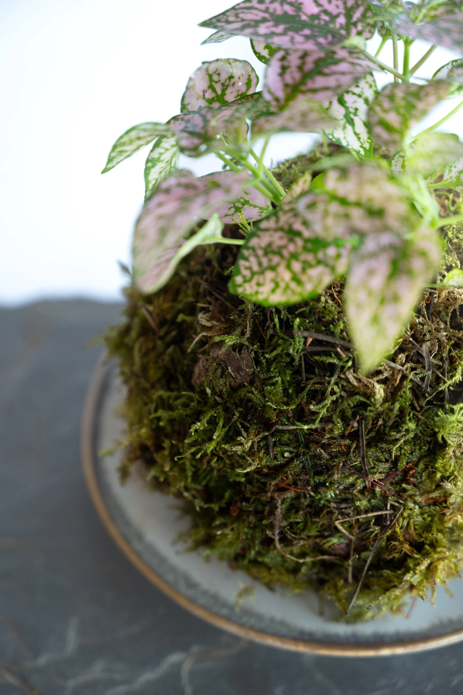 kokedama-1263.jpg
