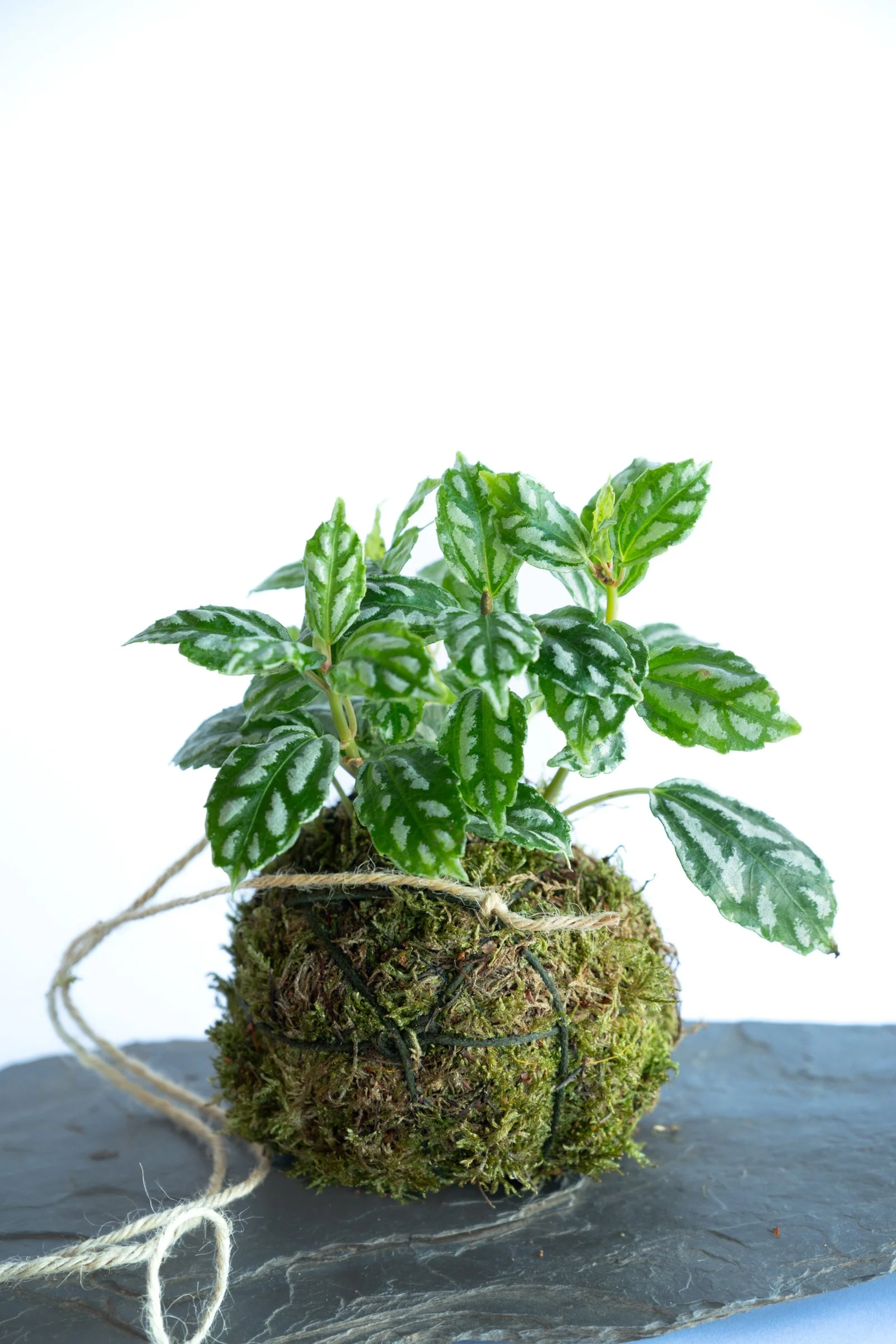 kokedama-1444.jpg