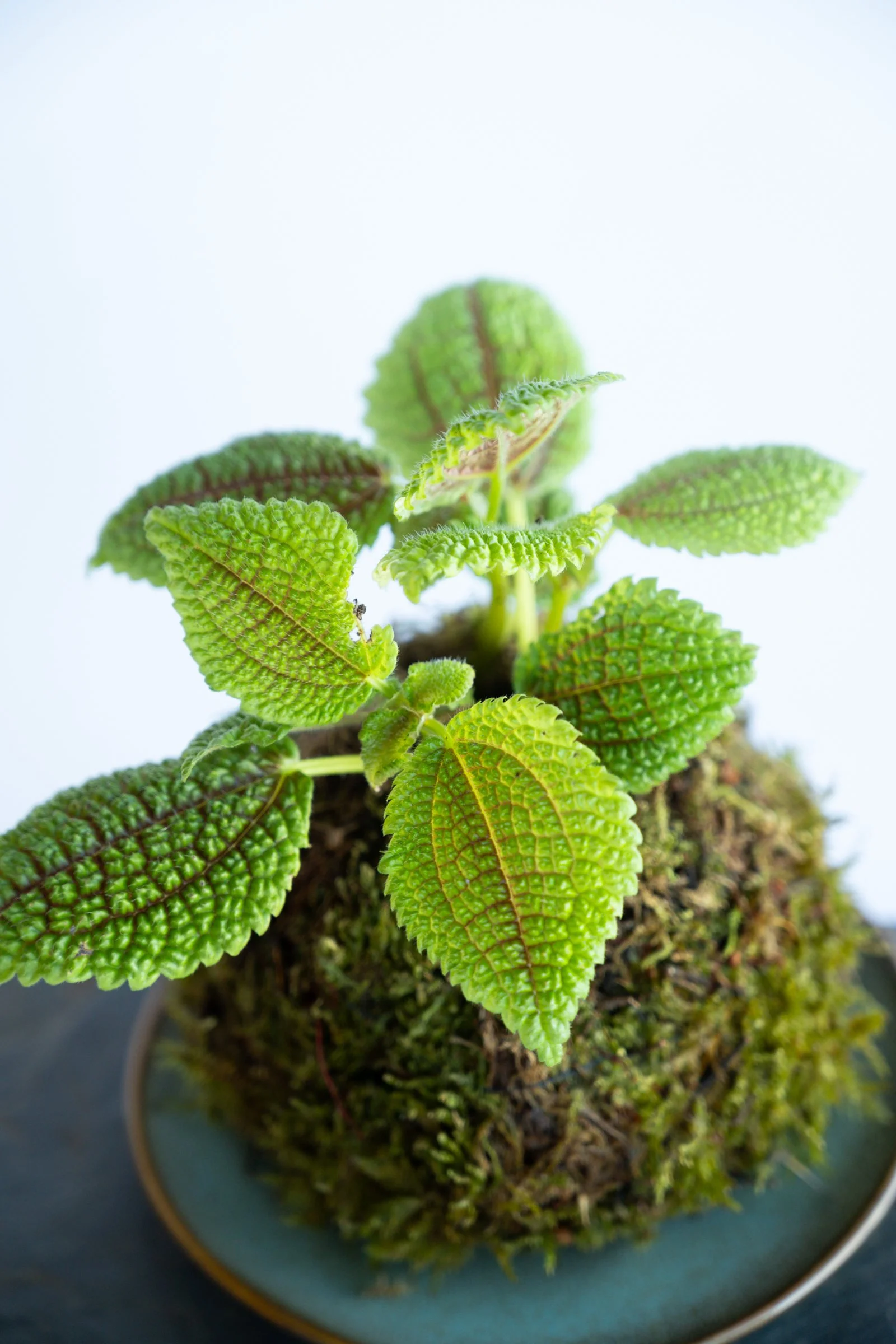 kokedama-1277.jpg