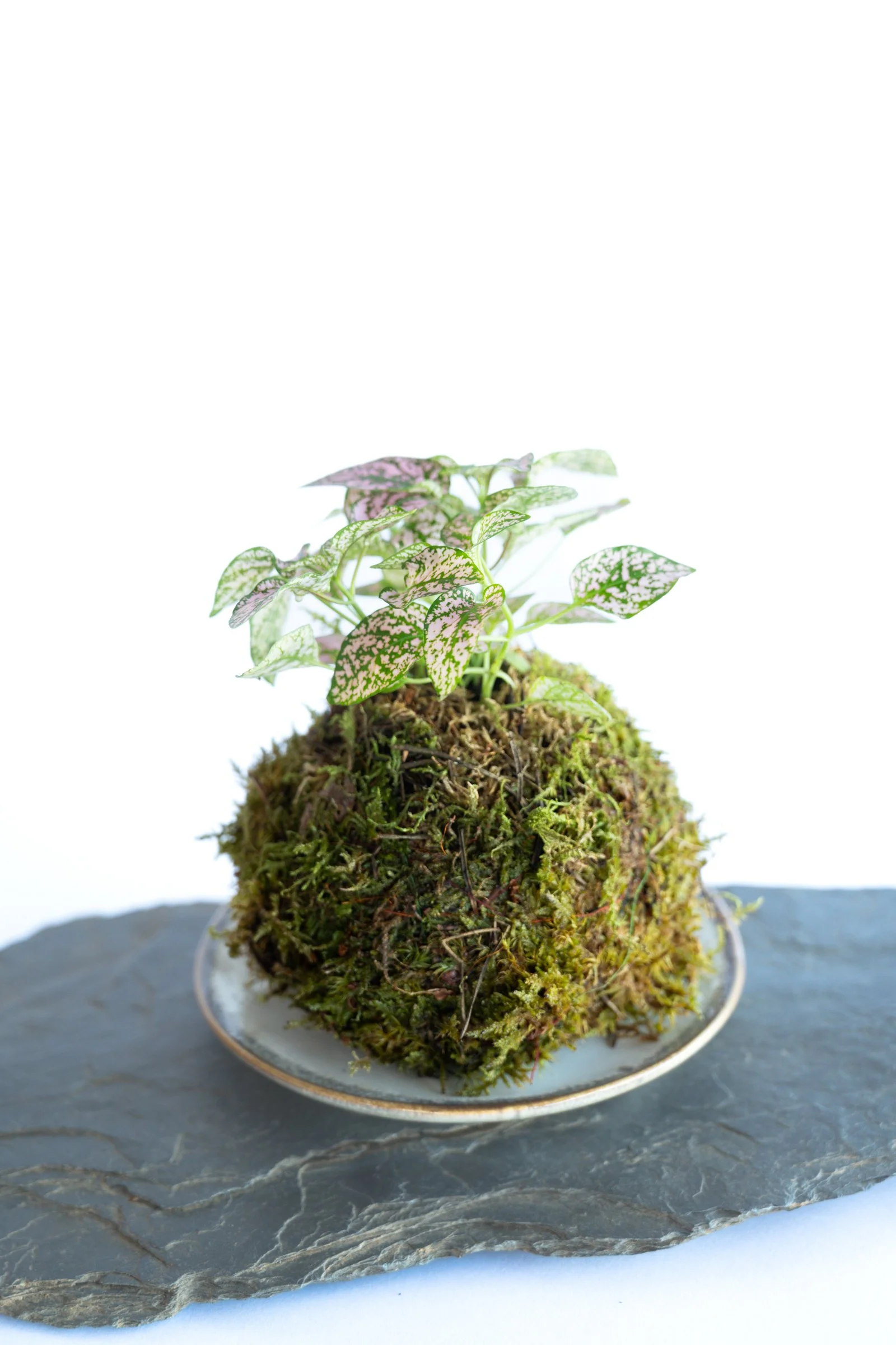 kokedama-1256.jpg
