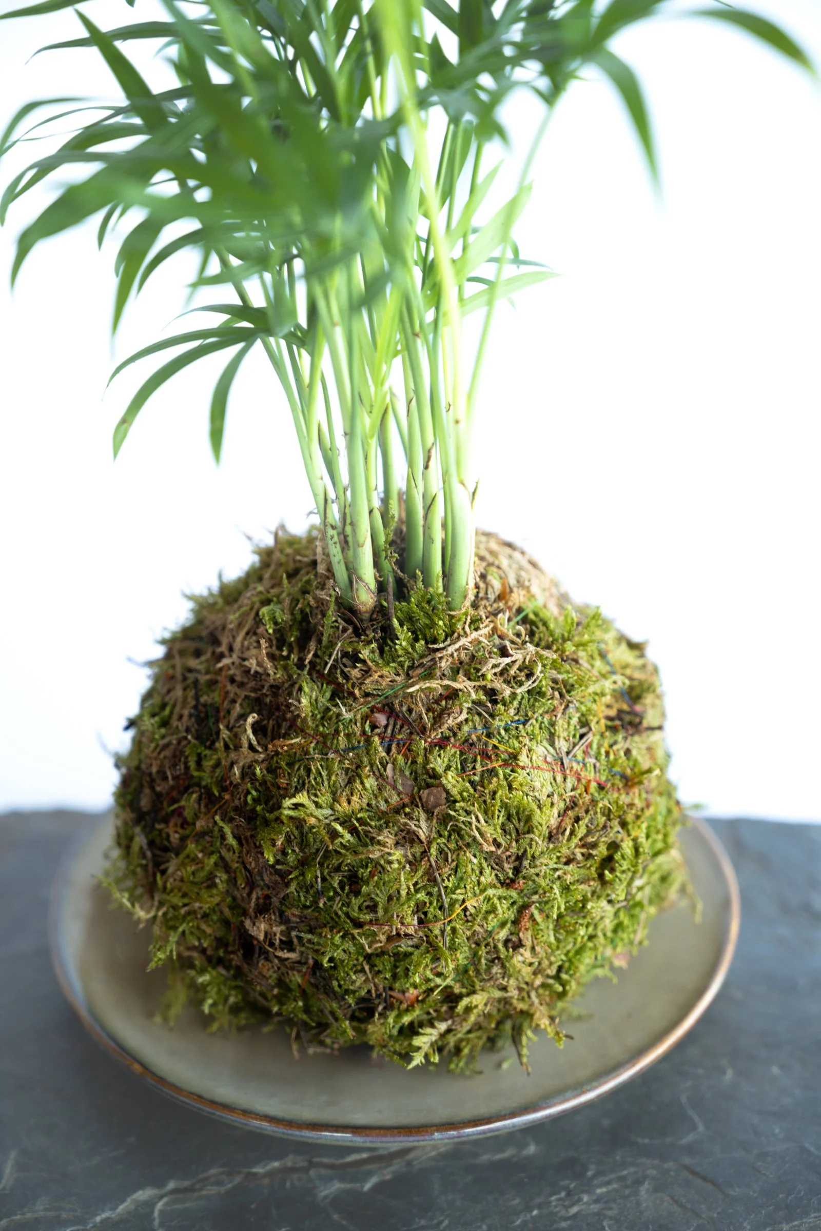 kokedama-1208.jpg