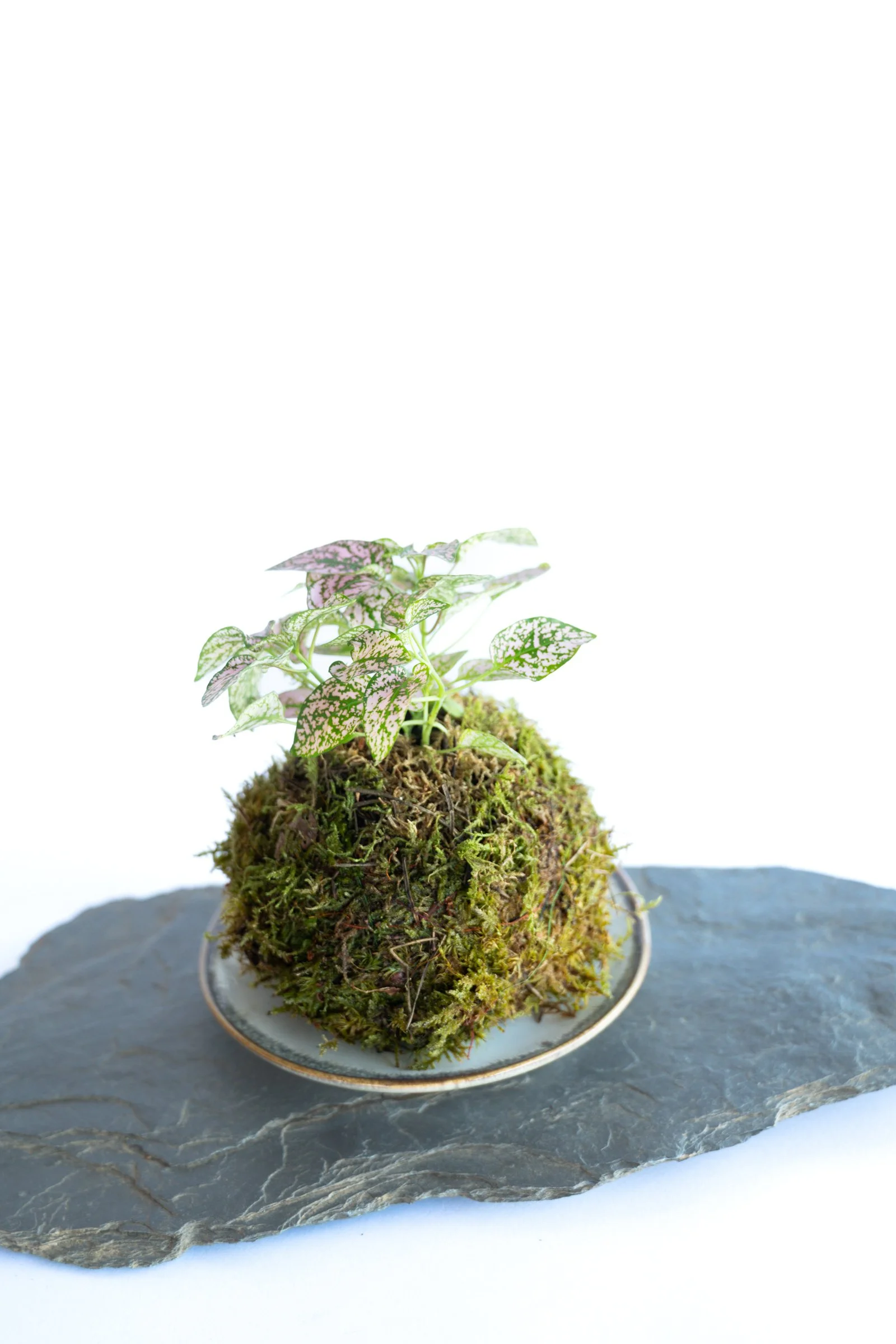 kokedama-1250.jpg