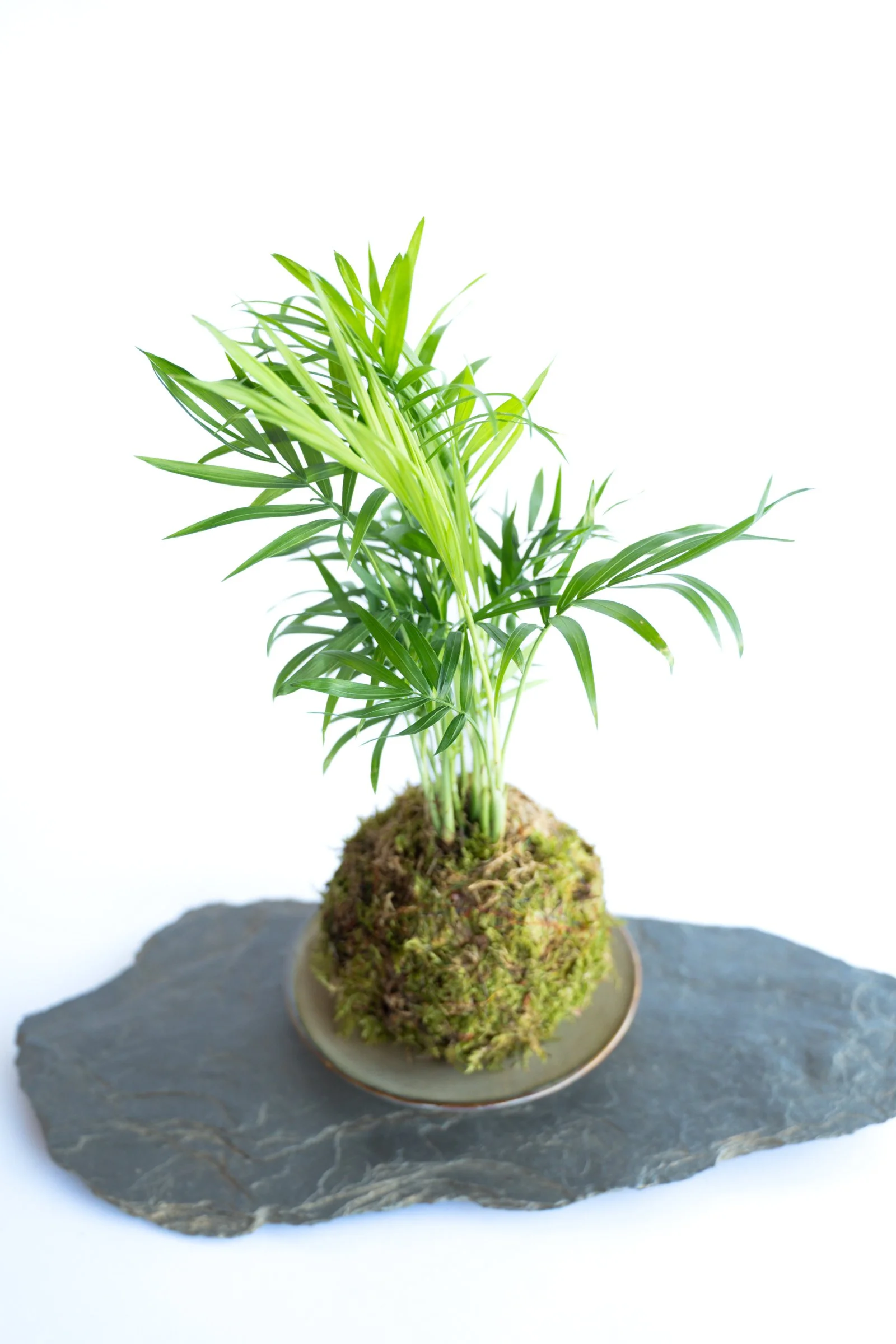 kokedama-1185.jpg