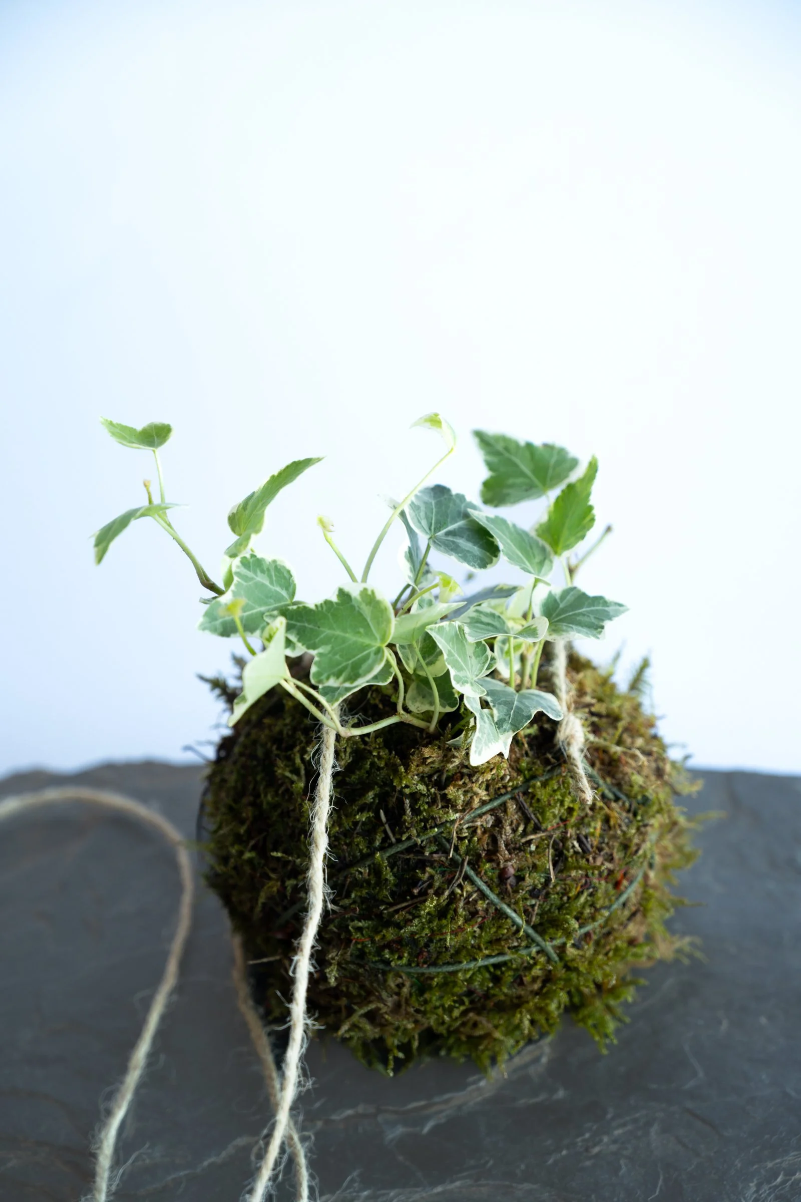 kokedama-1362.jpg
