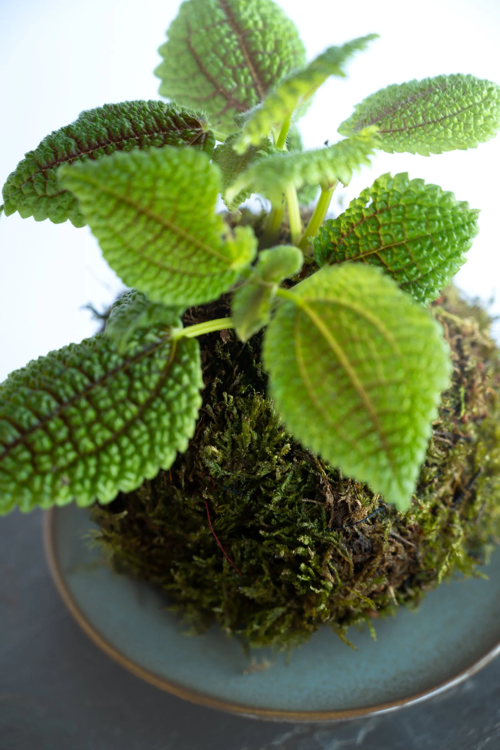 kokedama-1283.jpg