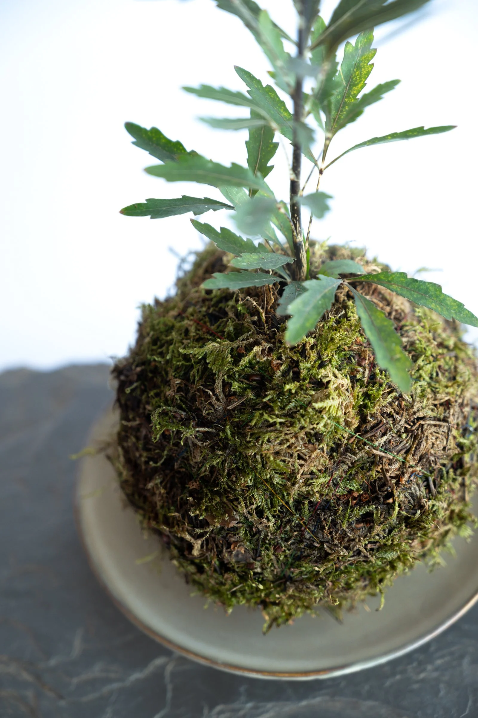 kokedama-1159.jpg
