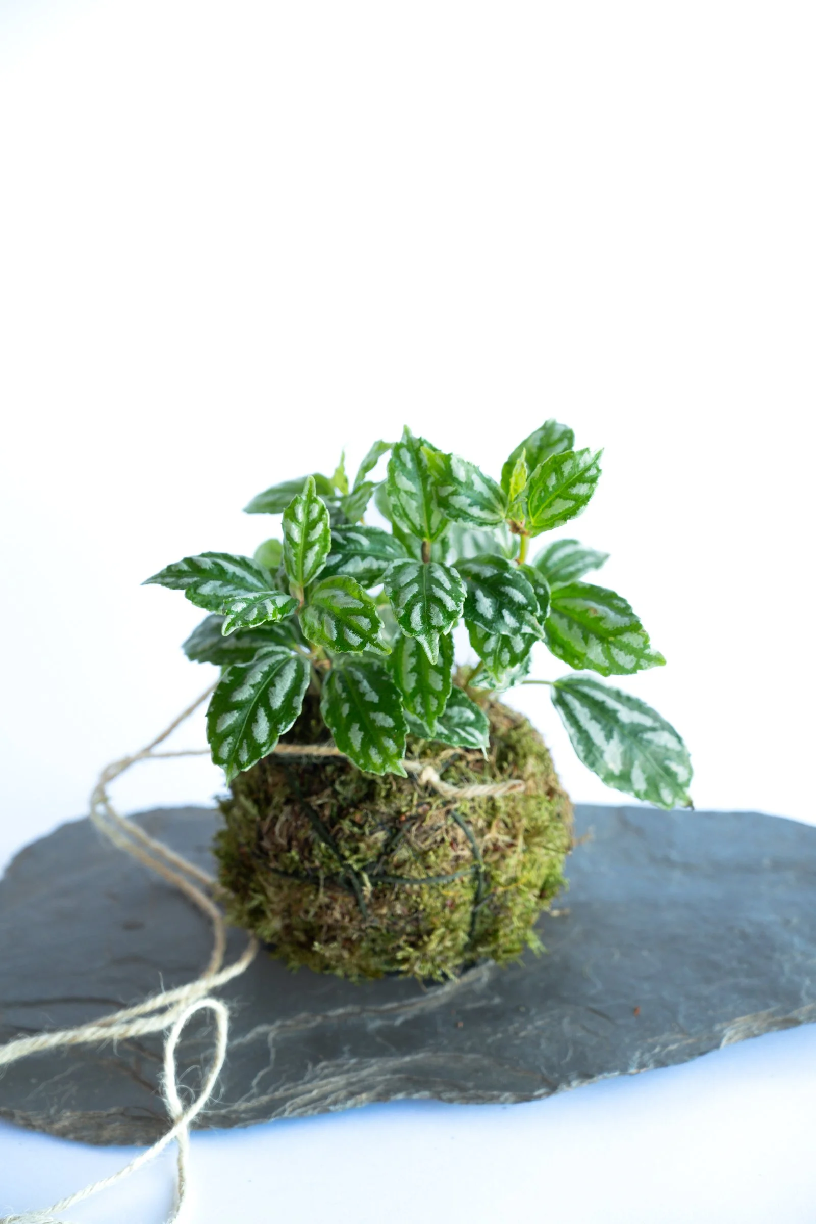 kokedama-1421.jpg