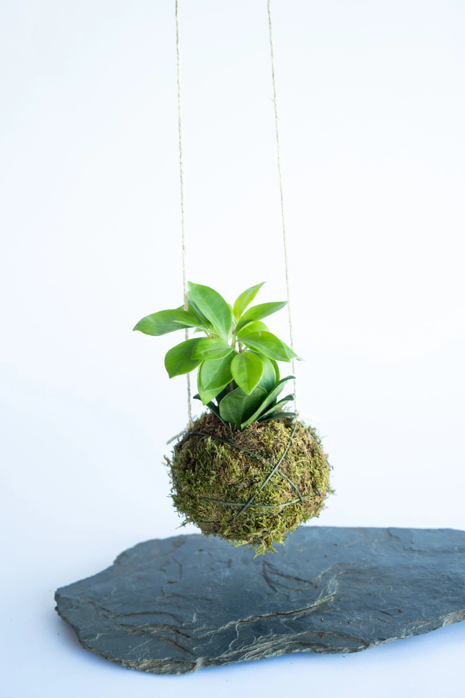 kokedama-1551.jpg