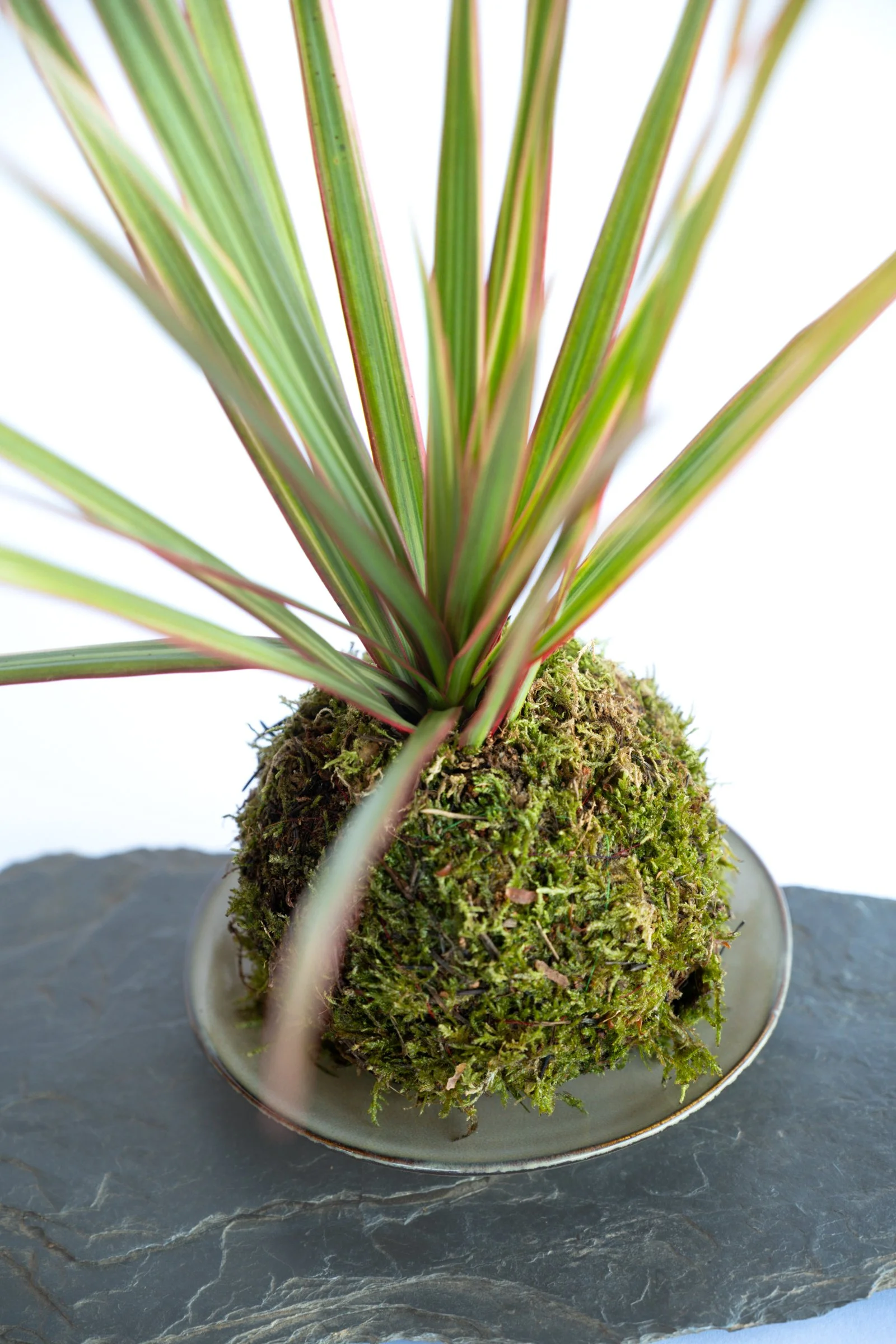 kokedama-1218.jpg